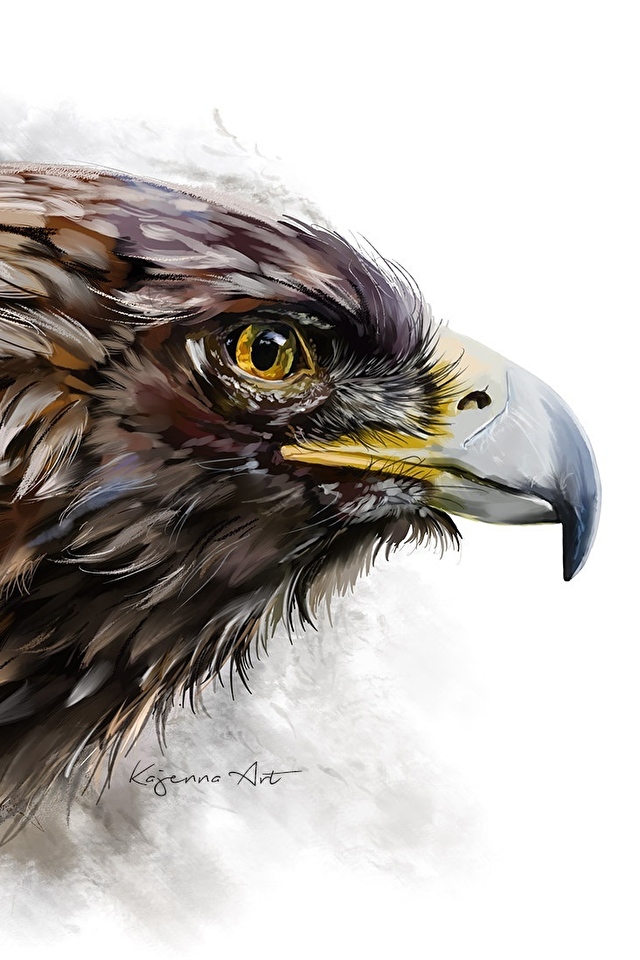 Картинки орел Птицы Клюв головы животное Белый фон 640x960