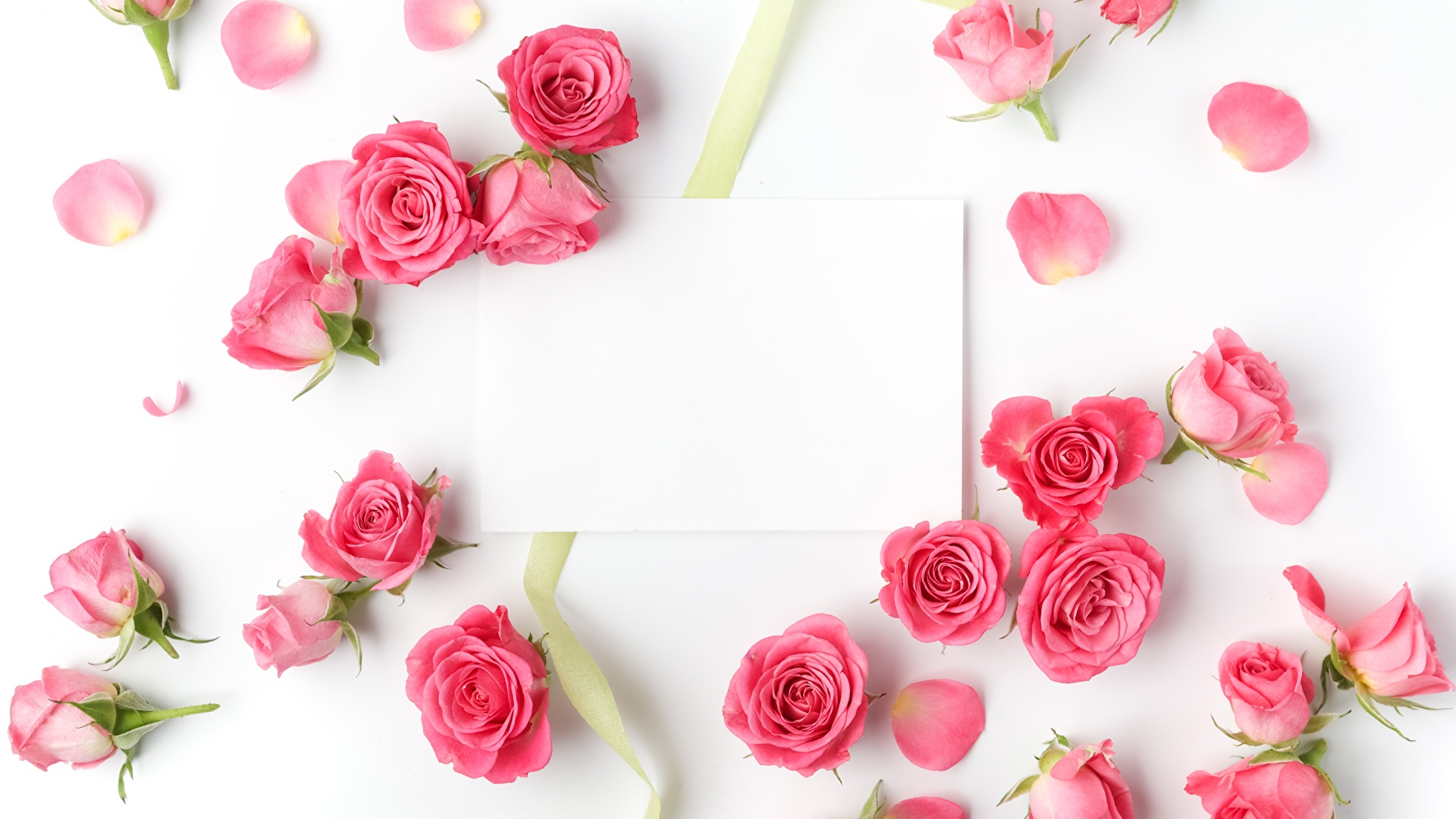 壁紙 19x1080 バラ テンプレートグリーティングカード 白背景 ピンク 花 ダウンロード 写真