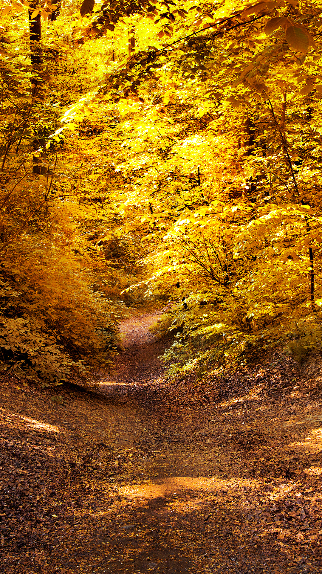 壁紙 1080x19 秋 森林 登山道 木の葉 自然 ダウンロード 写真