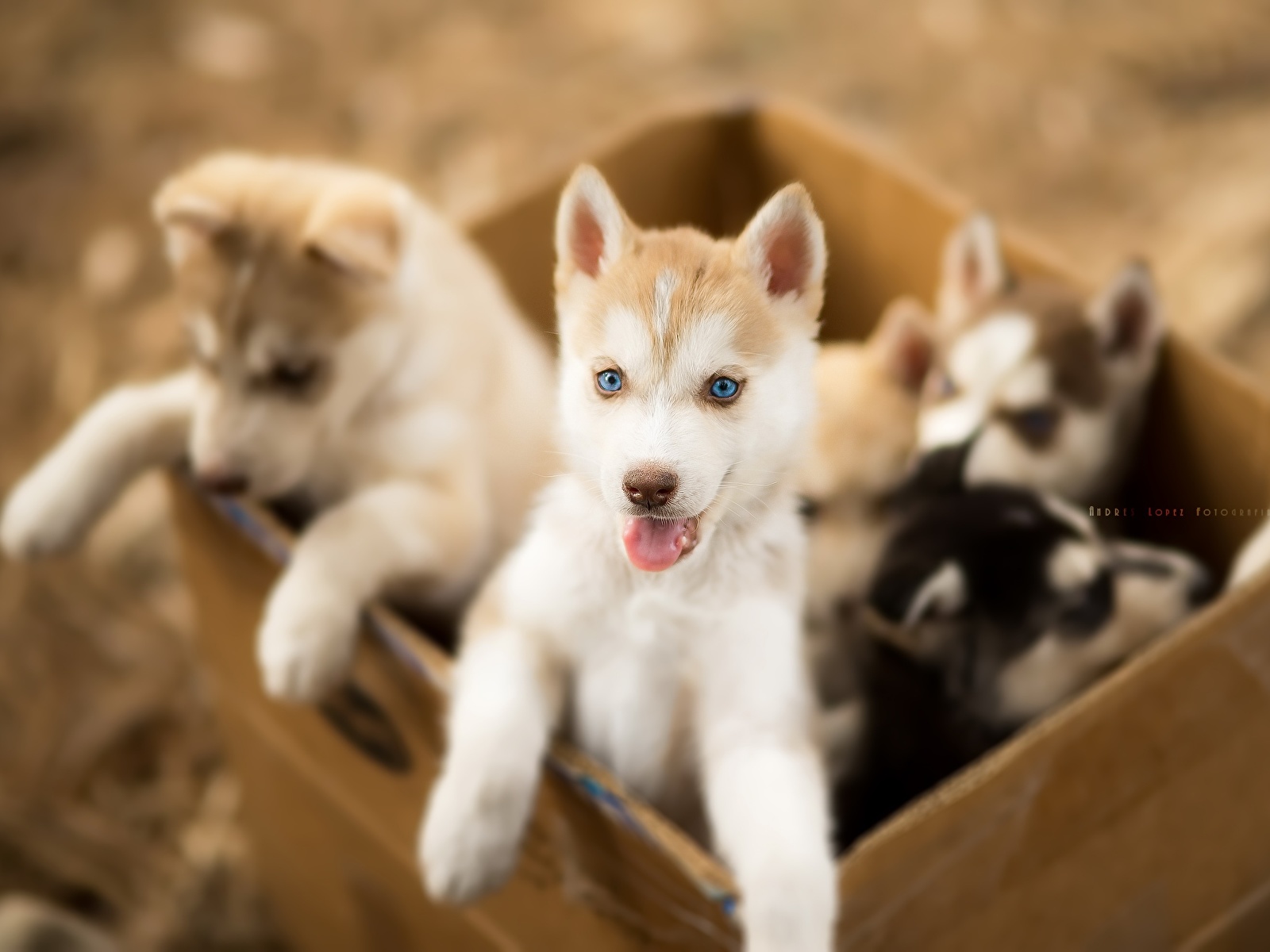 壁紙 1600x10 イヌ 子犬 シベリアン ハスキー 箱 可愛い 動物 ダウンロード 写真