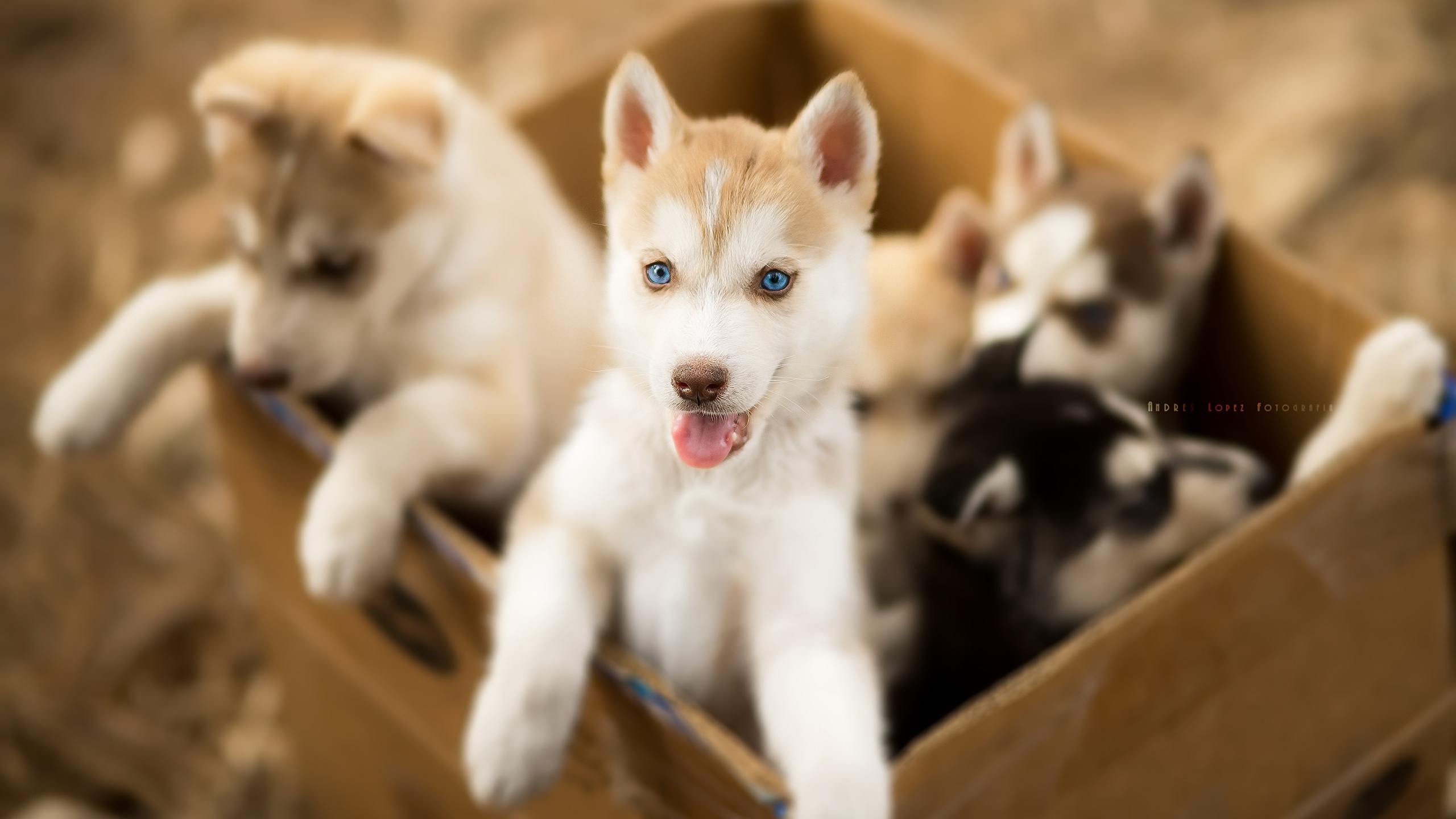 壁紙 2560x1440 イヌ 子犬 シベリアン ハスキー 箱 可愛い 動物 ダウンロード 写真