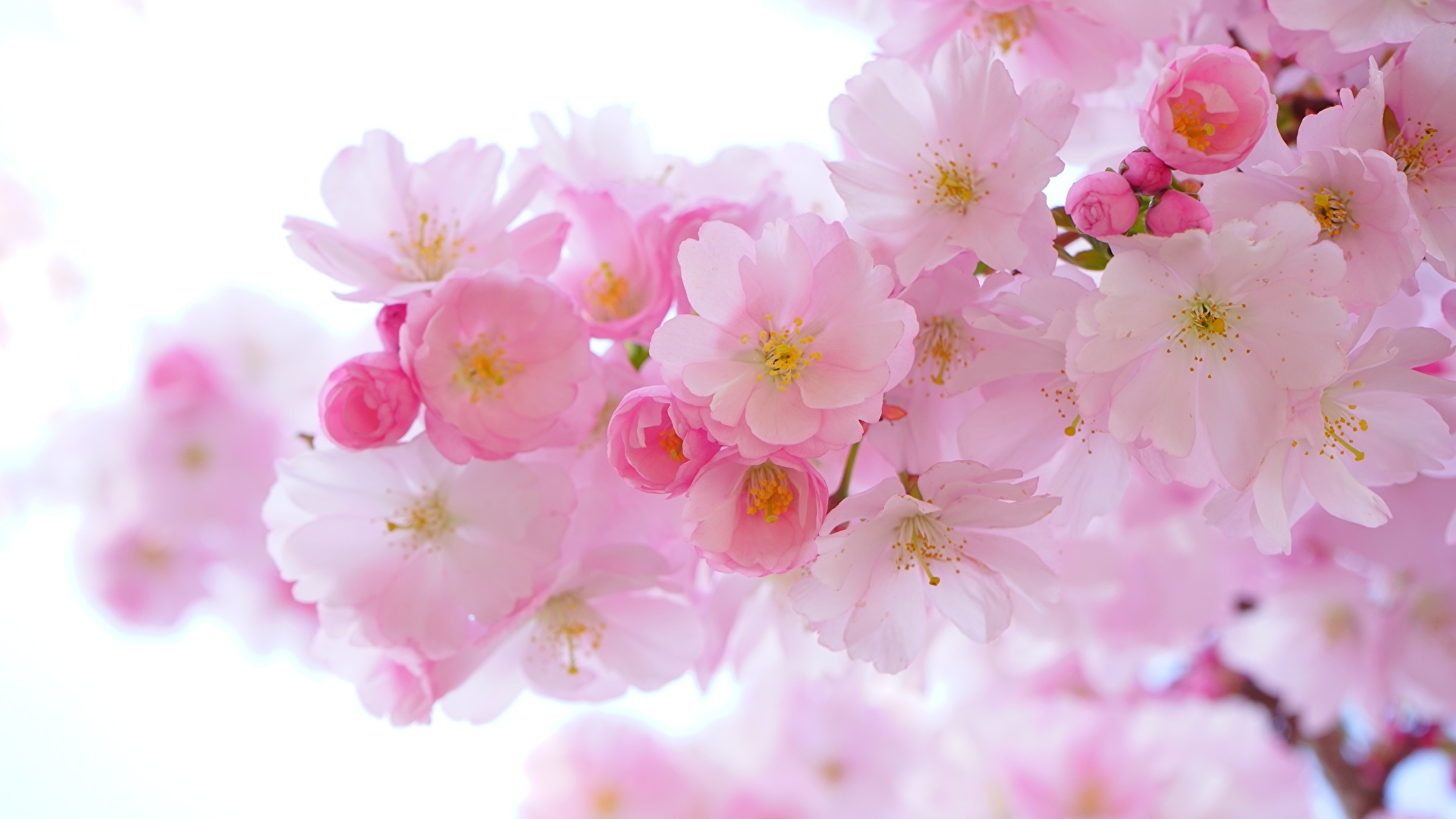 壁紙 19x1080 春 花の咲く木 クローズアップ ピンク サクラ 自然 ダウンロード 写真