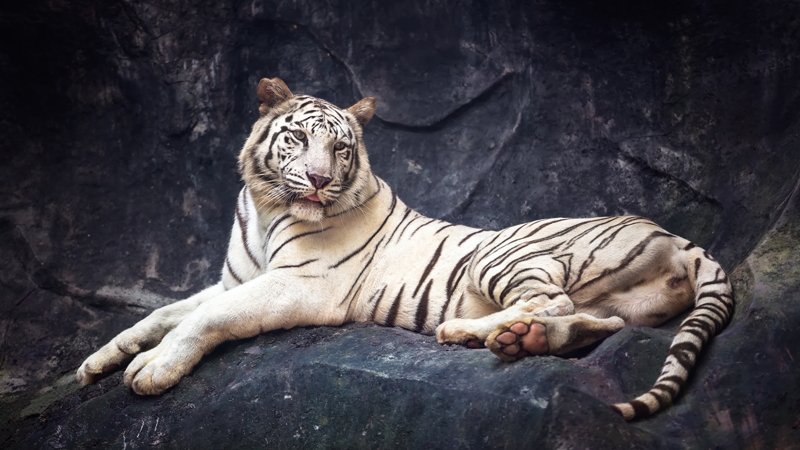 Image tiger Big cats White animal 2560x1440