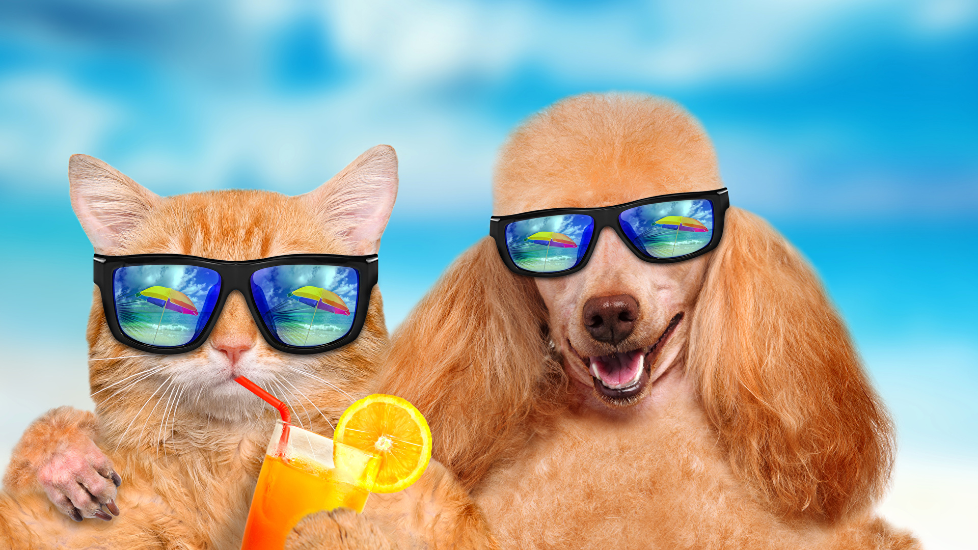 Fonds d'ecran 1920x1080 Chat domestique Chien Jus Deux Caniche Lunettes