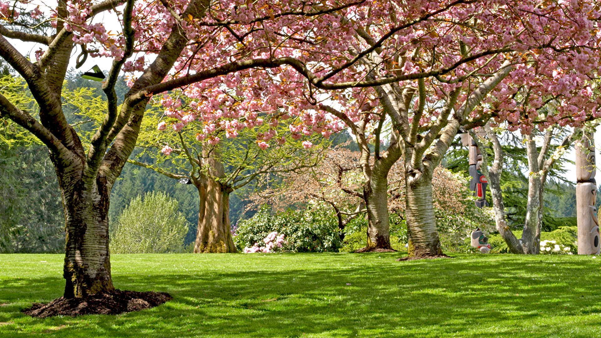 Fondos De Pantalla 1920x1080 Parque Primavera Floración De árboles