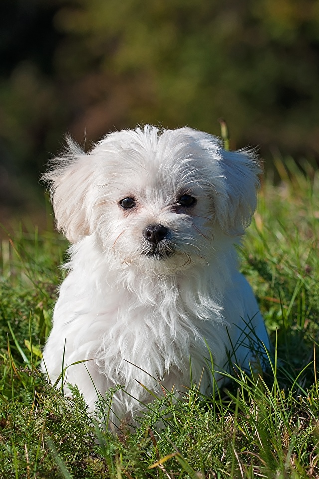 Cute White Puppies Maltese