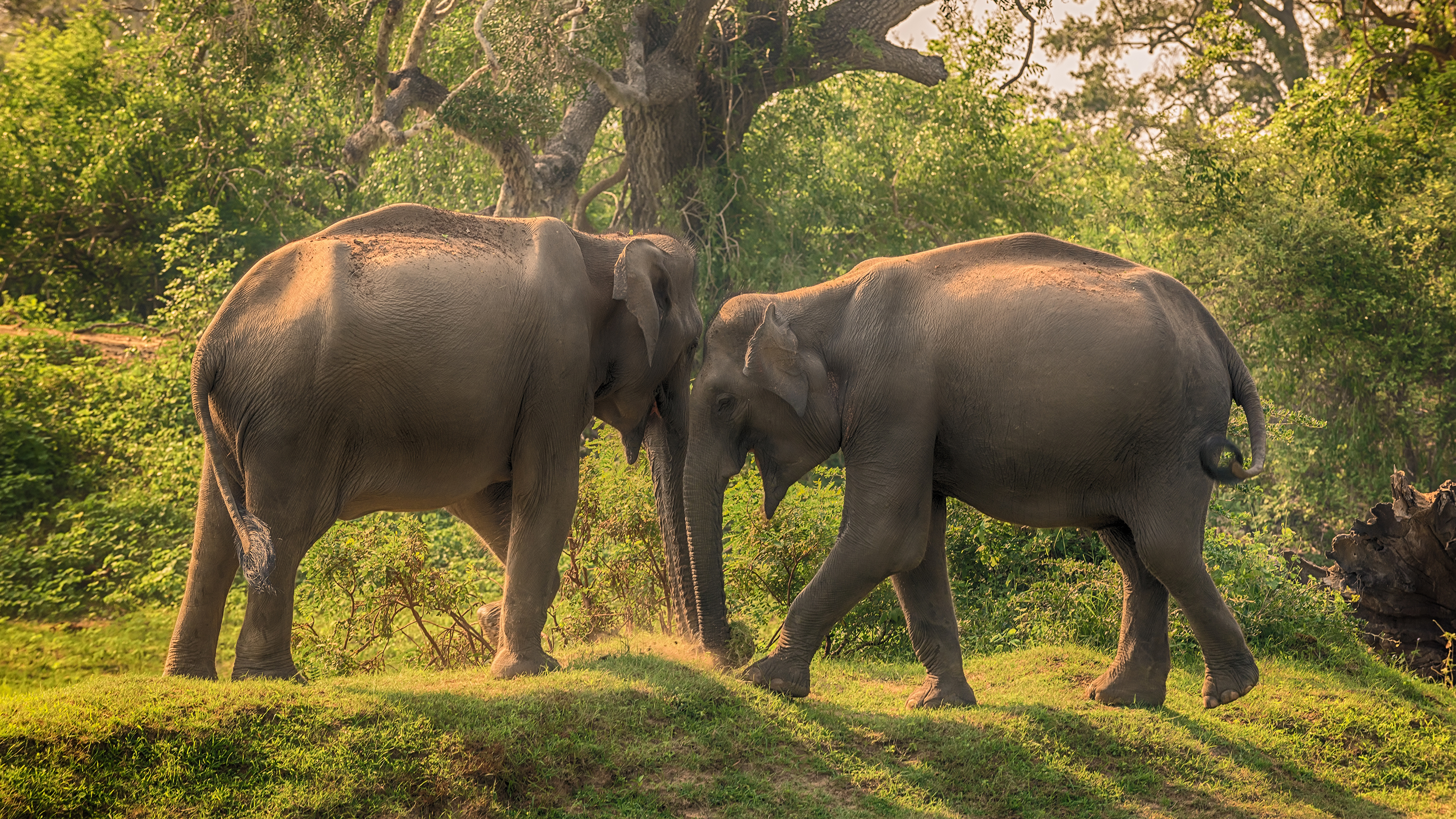 Wallpaper Elephants Sri Lanka Yala National Park Two park 3840x2160