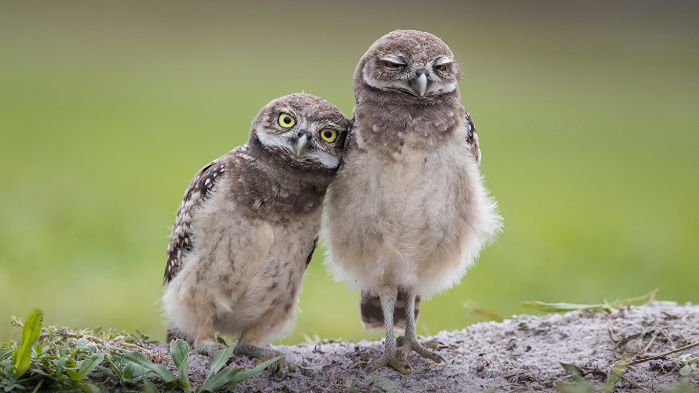 壁紙 1366x768 鳥類 フクロウ Burrowing Owl 2 二つ 可愛い 動物 ダウンロード 写真
