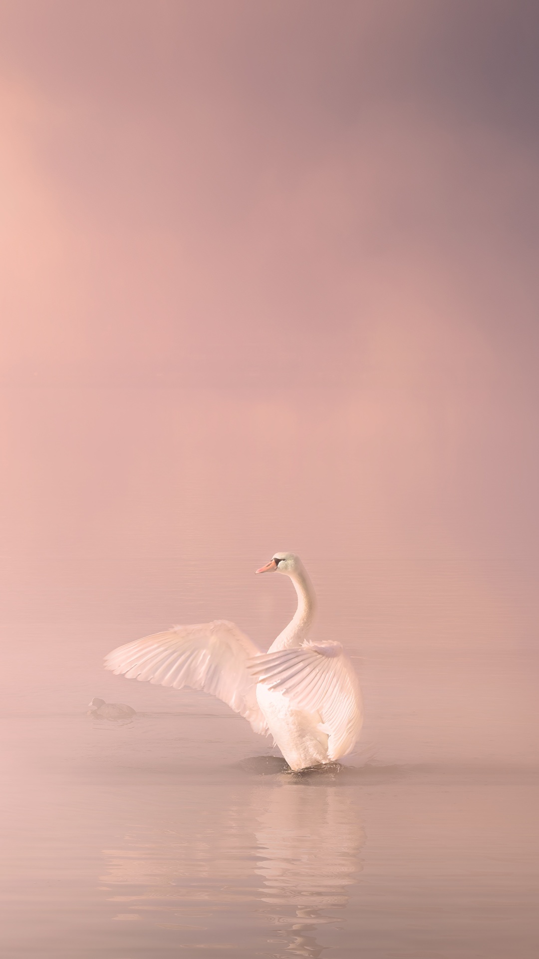 Fondos de Pantalla 1080x1920 Cisnes Aves Niebla Blanco Animalia descargar  imagenes