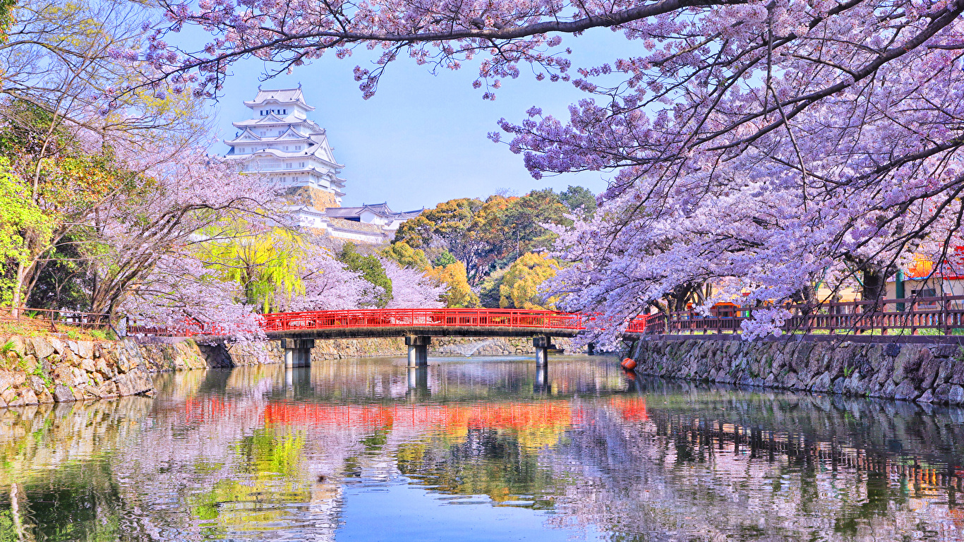 壁紙 1366x768 日本 東京都 川 橋 春 花の咲く木 自然 ダウンロード 写真