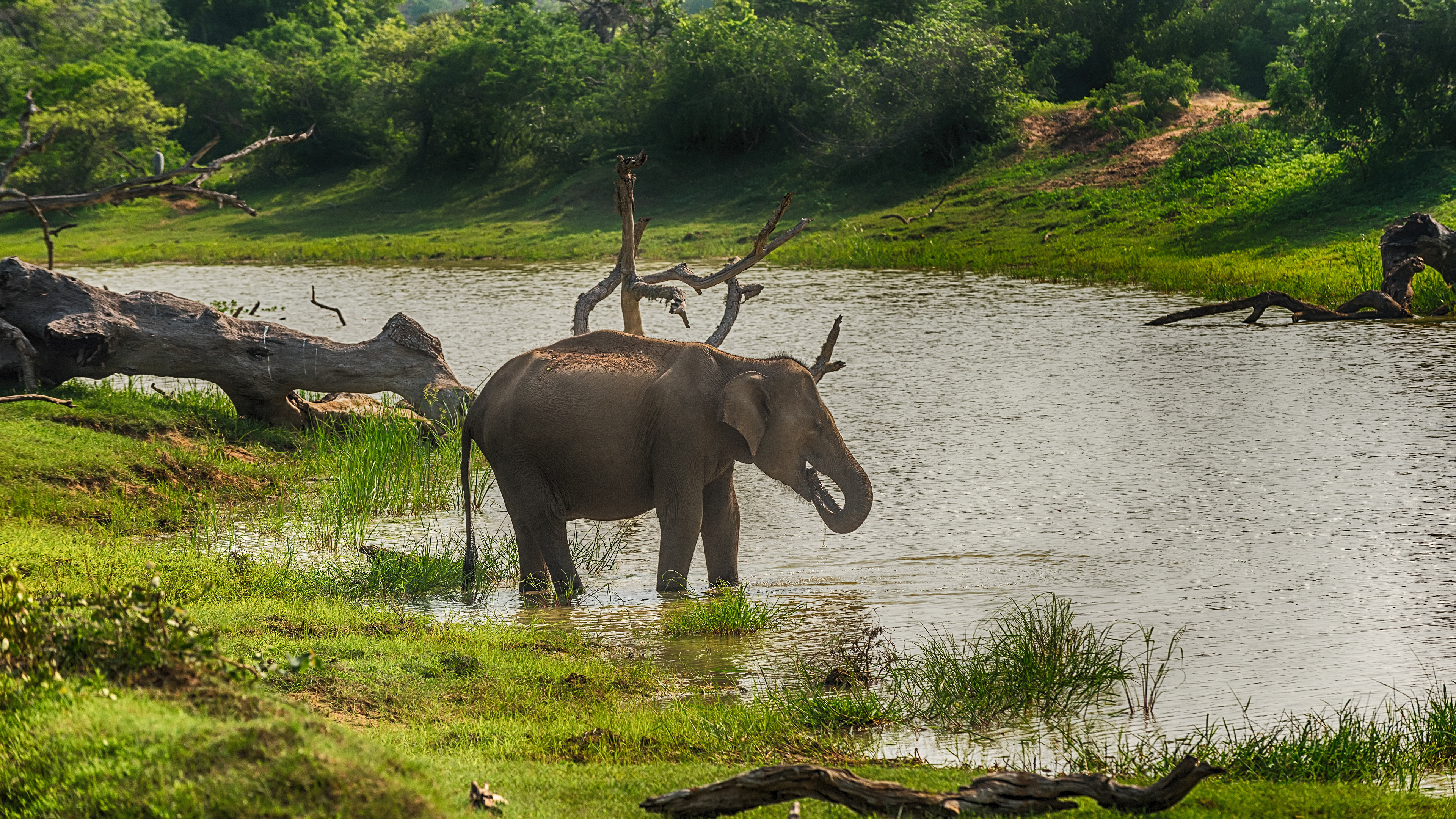Pictures Elephant Sri Lanka Yala National Park Rivers 3840x2160