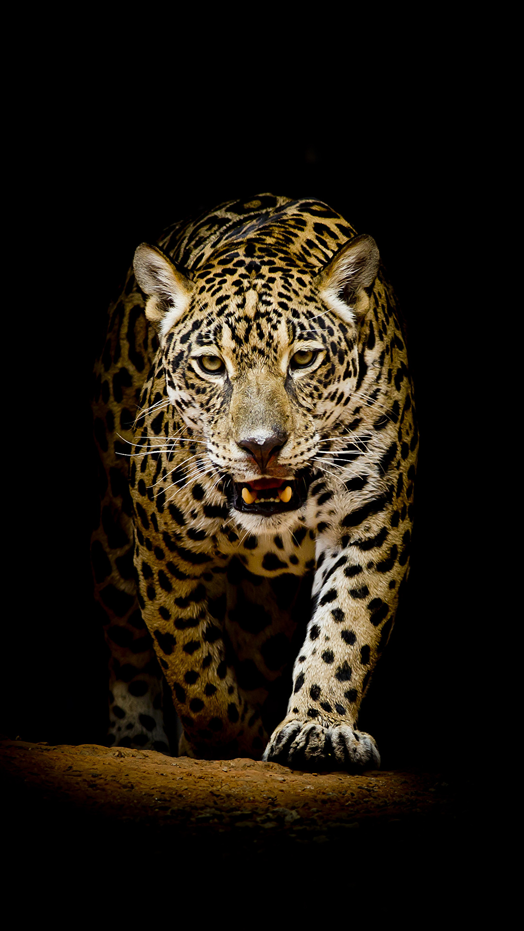 Фотографии Леопарды Большие кошки Животные Черный фон 1080x1920