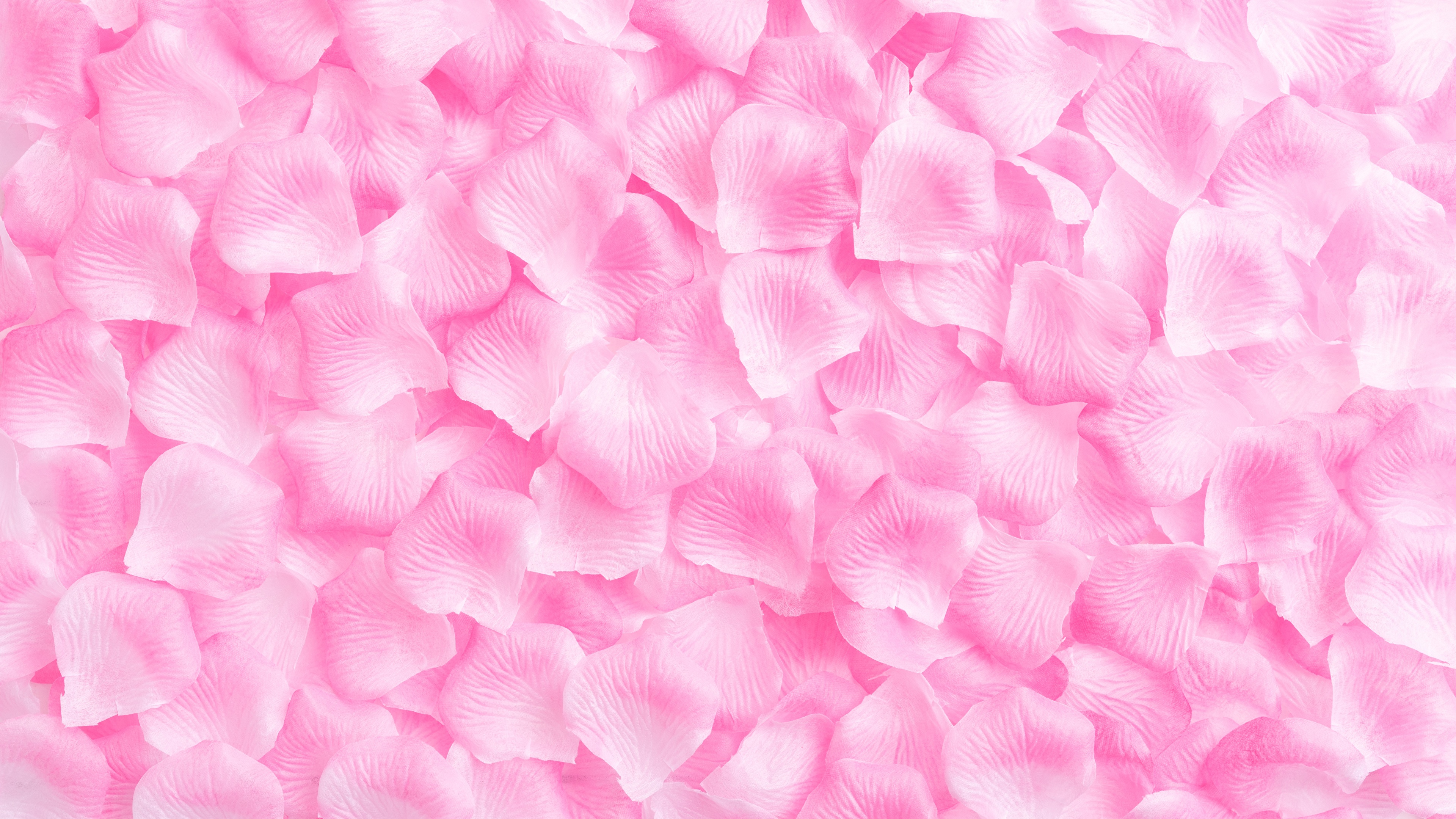 壁紙 3840x2160 テクスチャー バラ ピンク 花びら 花 ダウンロード 写真