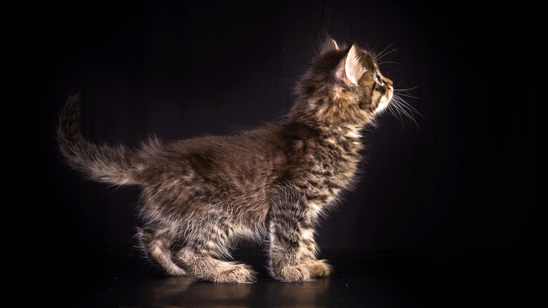 壁紙 19x1080 飼い猫 黒色背景 子猫 動物 ダウンロード 写真