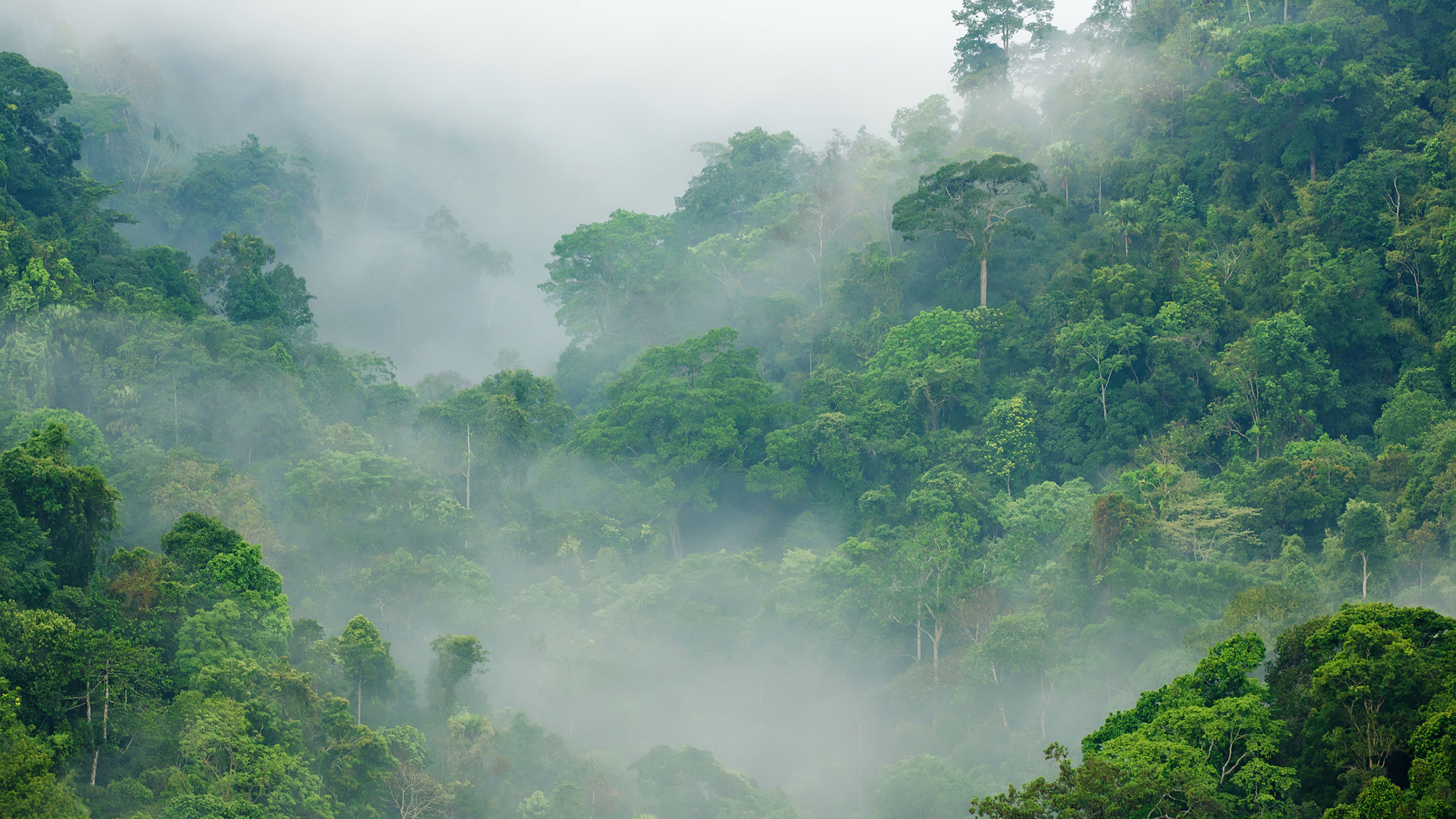 壁紙 3840x2160 森林 熱帯 Jungle 霧 自然 ダウンロード 写真