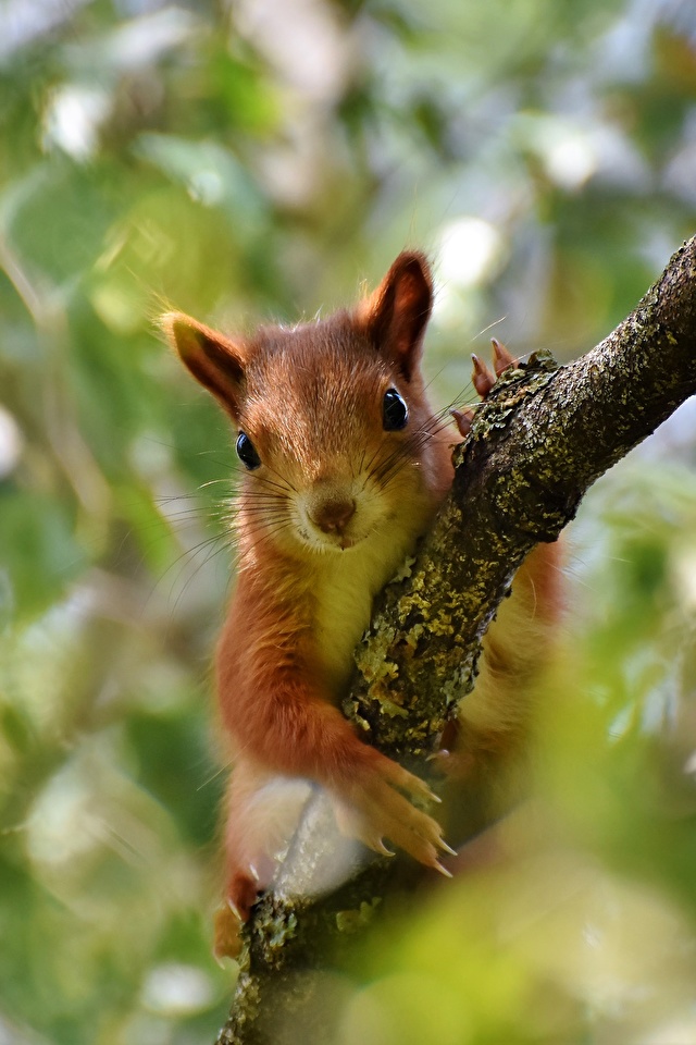 壁紙 640x960 リス 枝 ボケ写真 動物 ダウンロード 写真