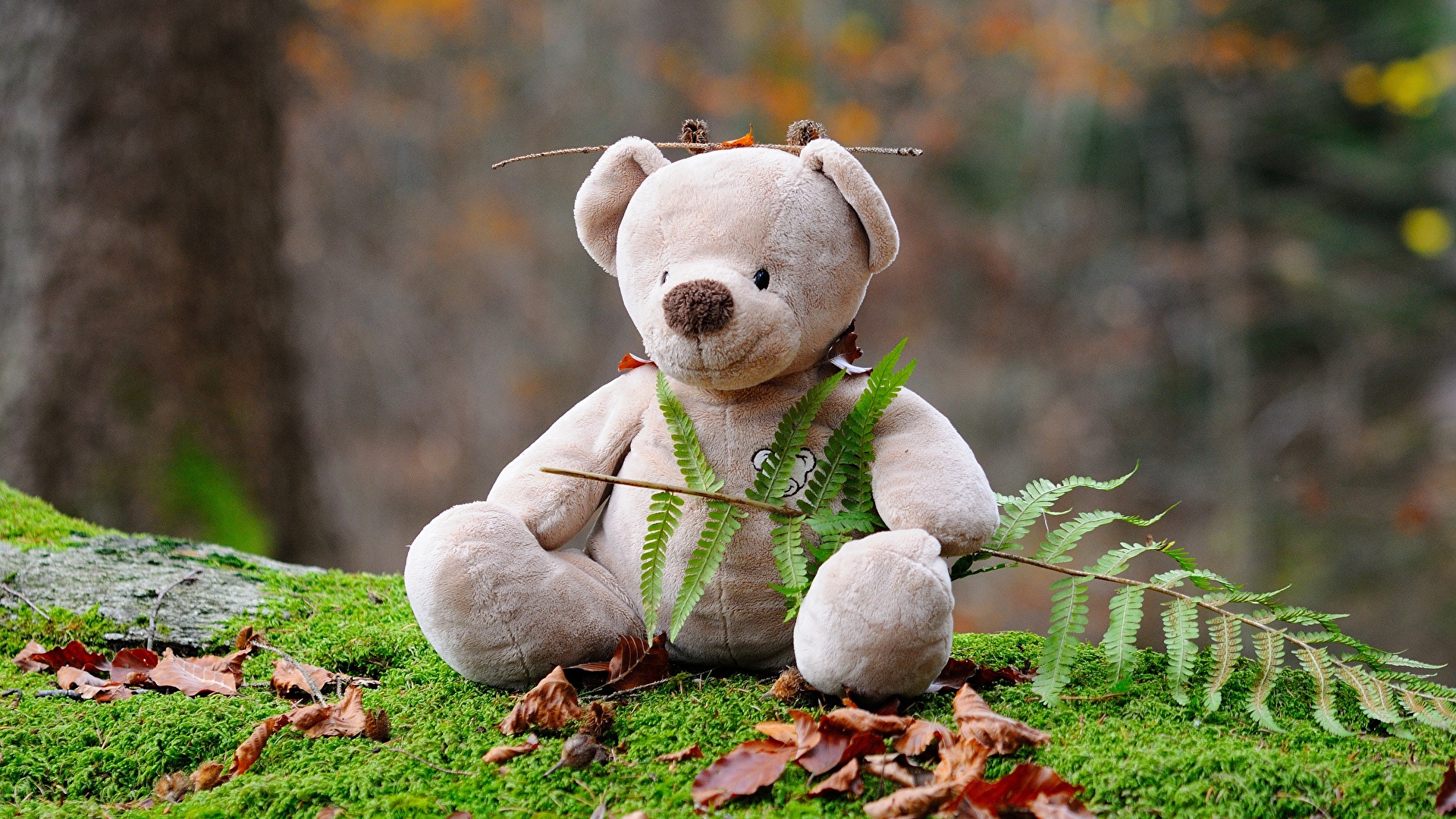 Desktop Wallpapers Teddy bear Moss Sitting 1920x1080