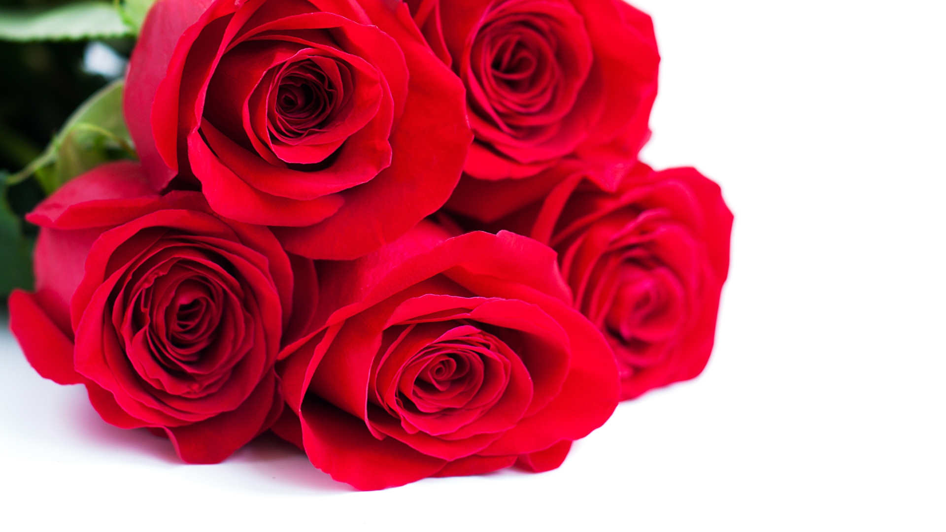 Images Red Roses flower Closeup White background 1920x1080
