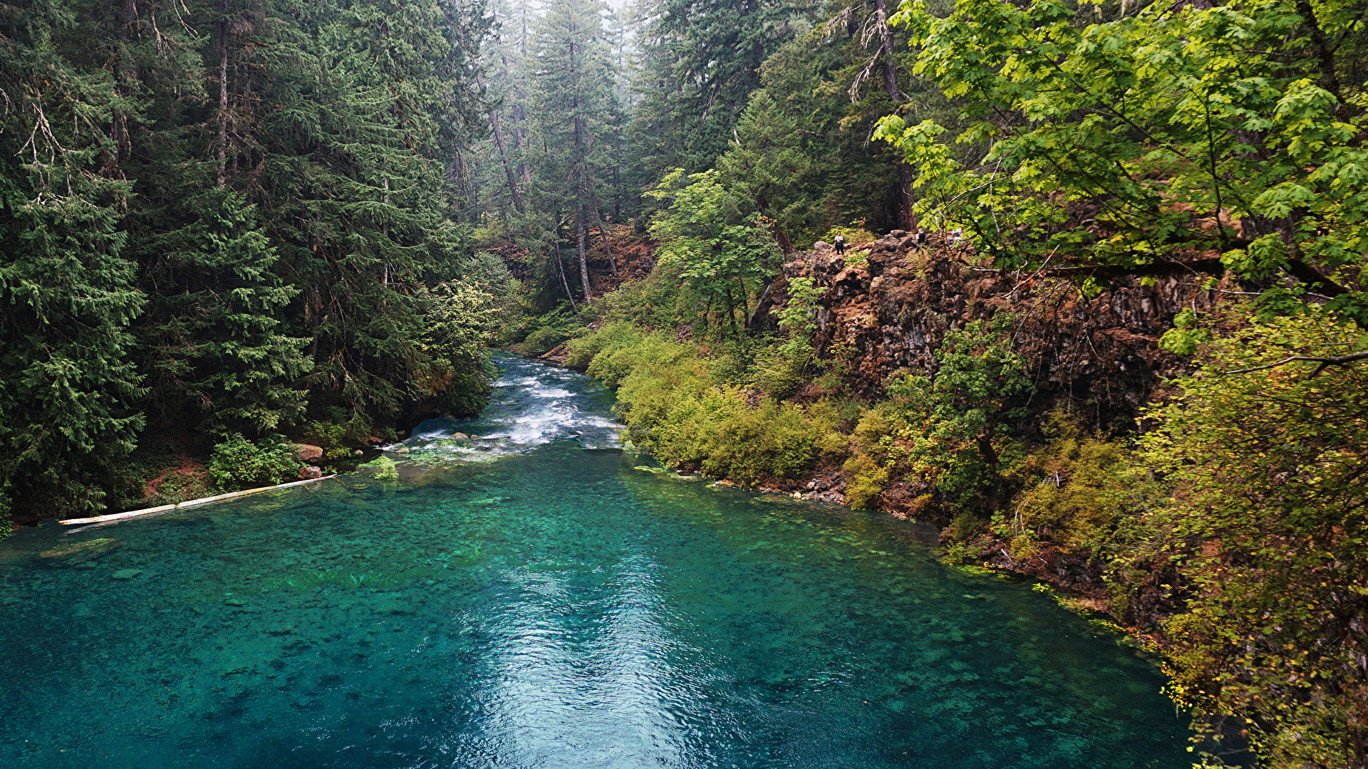 forest river - Rivers & Nature Background Wallpapers on Desktop