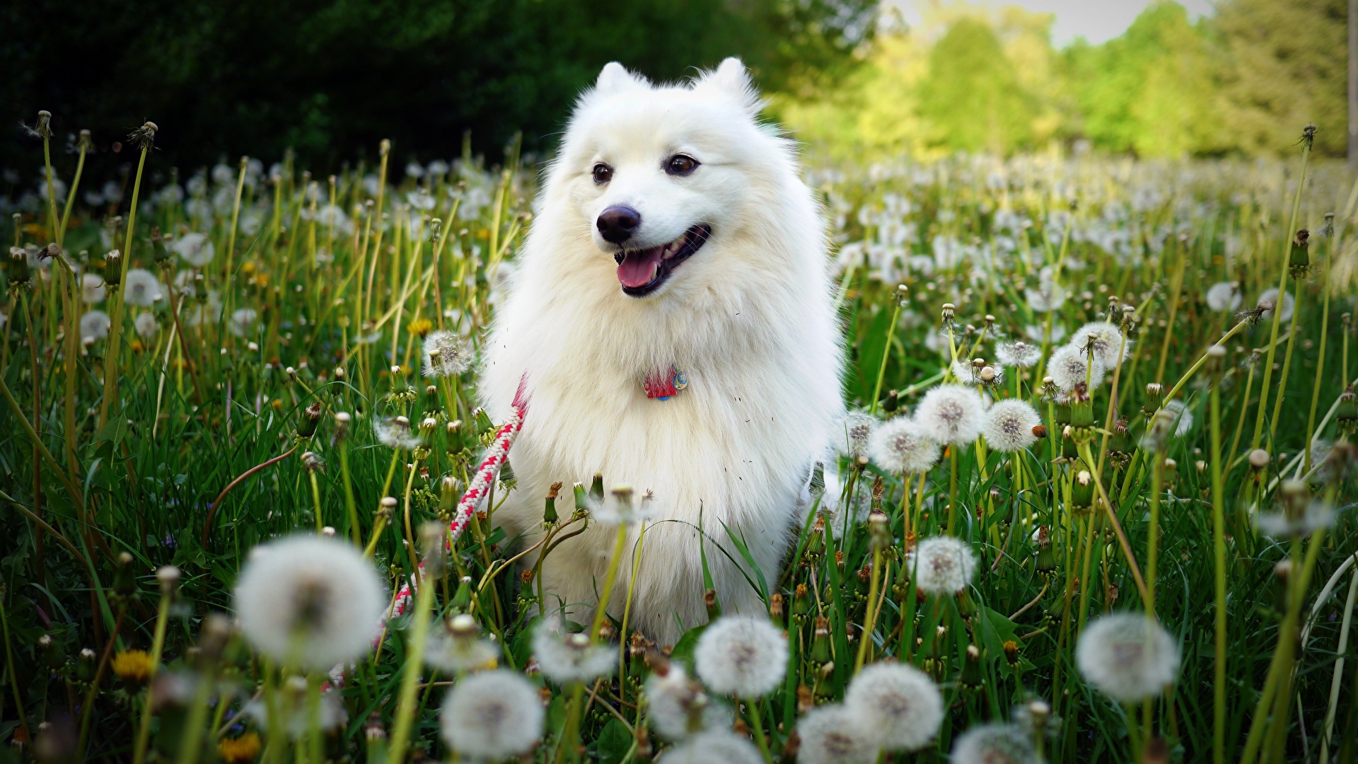 Images Dogs White Taraxacum Grass animal 1920x1080