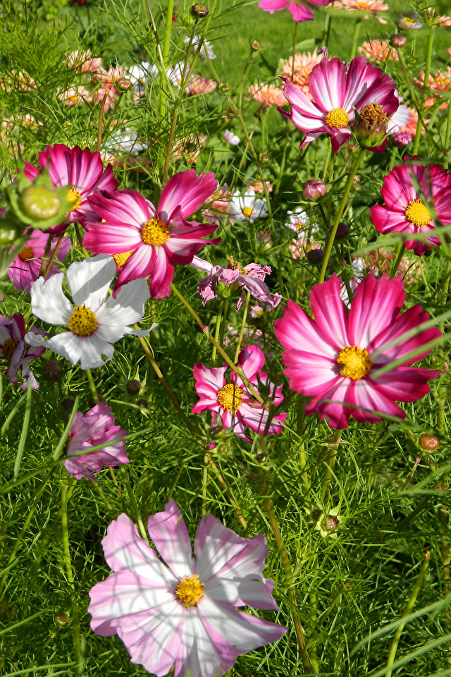 Fondos De Pantalla 640x960 Cosmos Planta De Cerca Flores Descargar Imagenes 5282