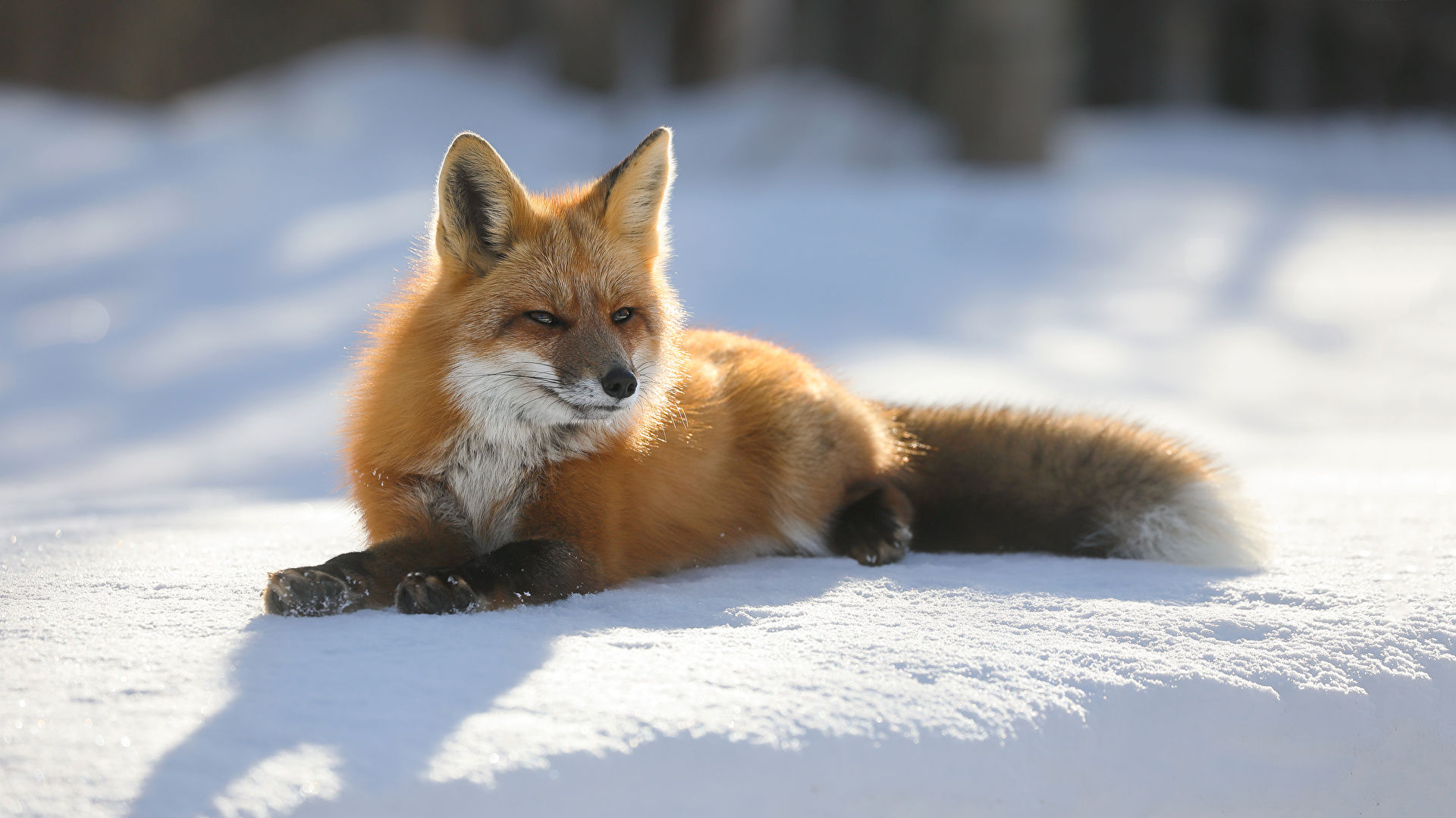 Desktop Hintergrundbilder Fuchse Winter Schnee Tiere 1920x1080