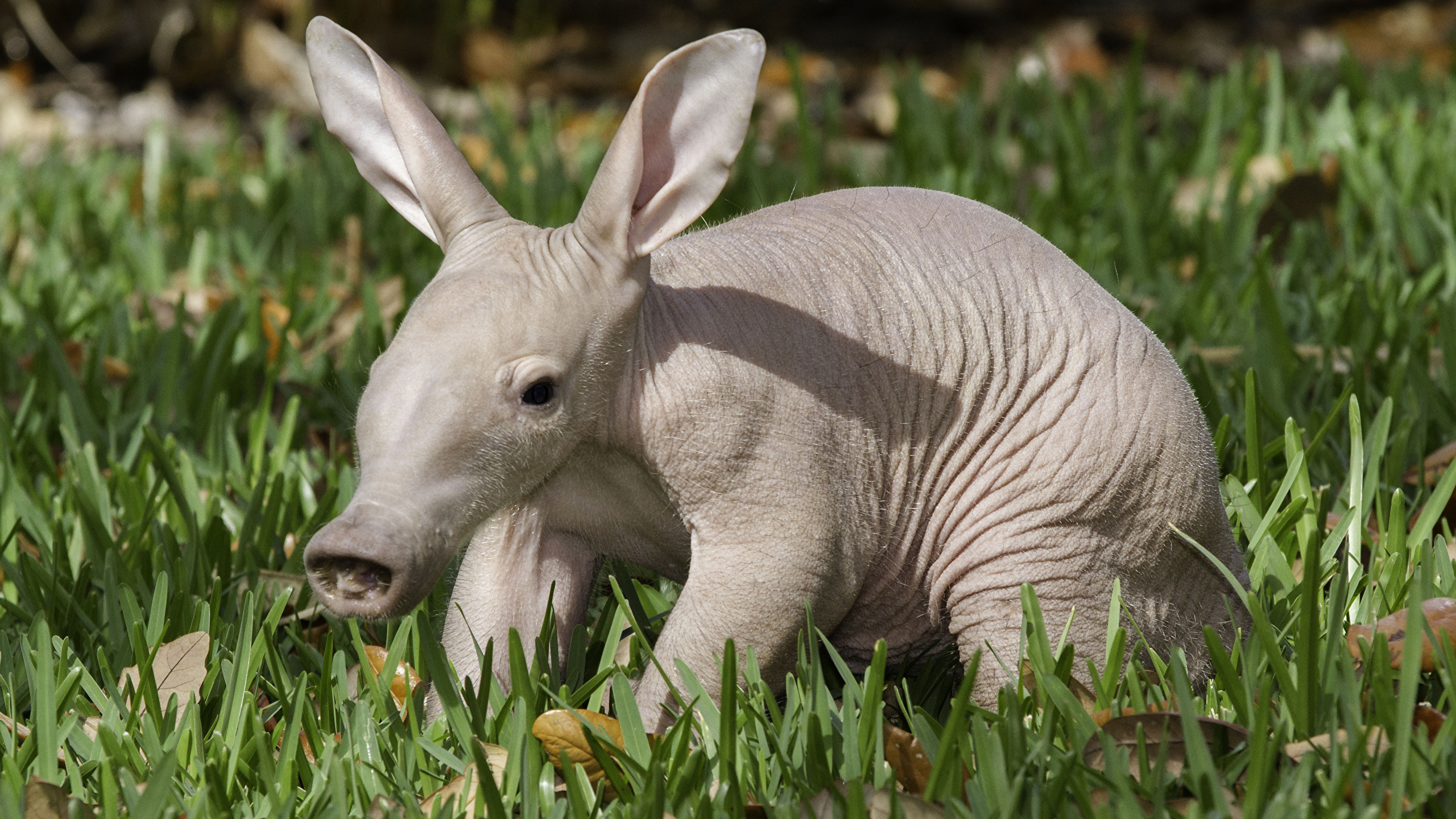 Immagini calvi African aardvark Erba Animali 2560x1440