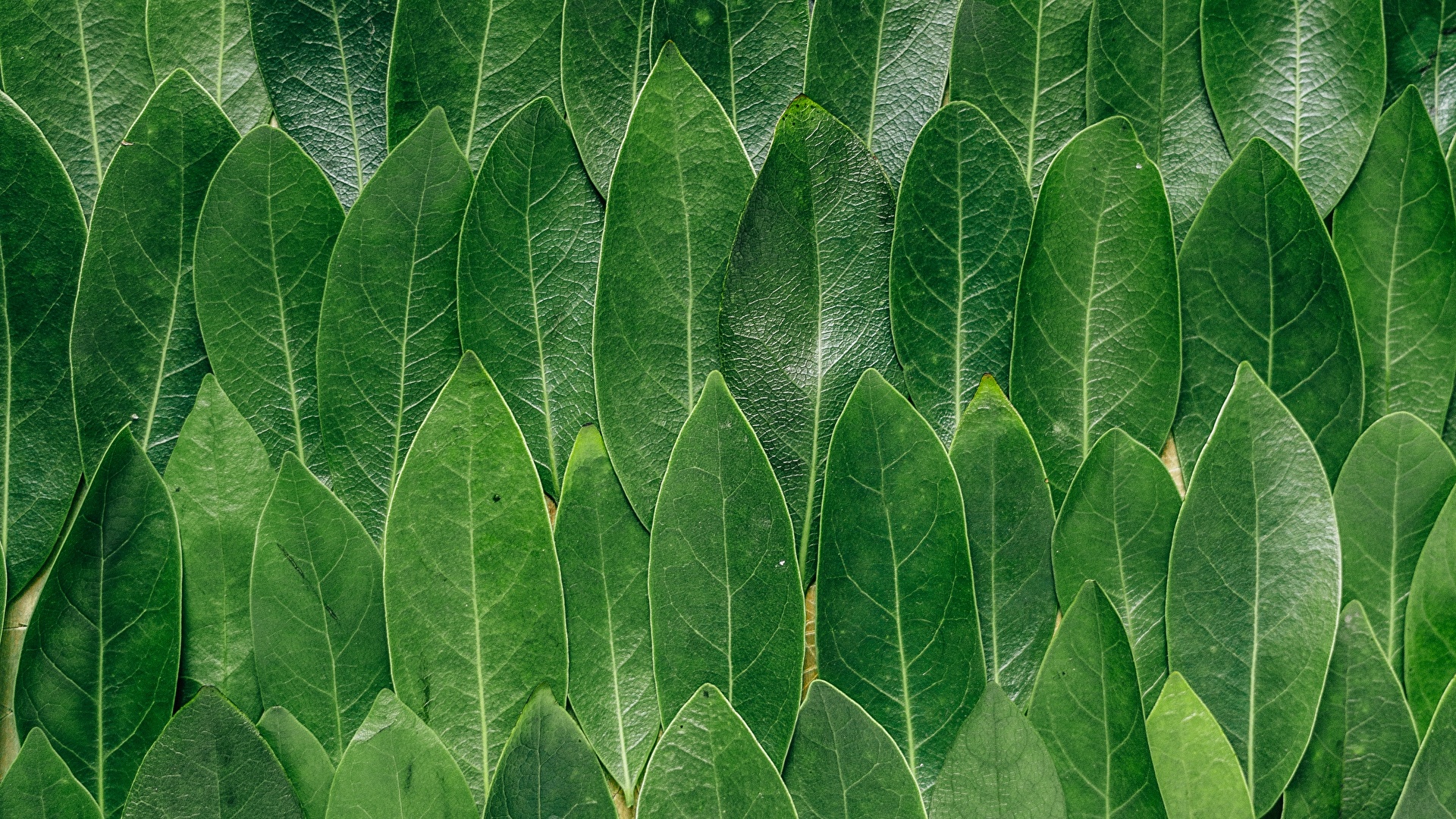 壁紙 1920x1080 テクスチャー Leaves 木の葉 緑 自然 ダウンロード 写真