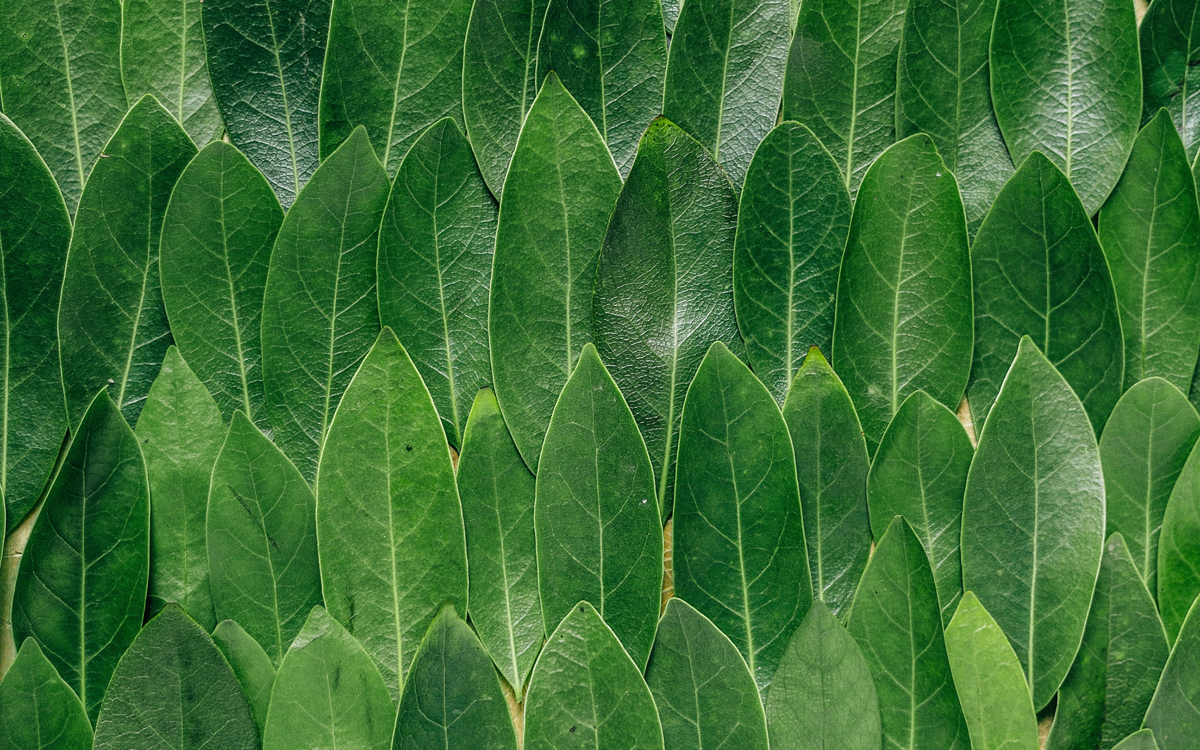 Фотография Листва Текстура Leaves Зеленый Природа 3840x2400