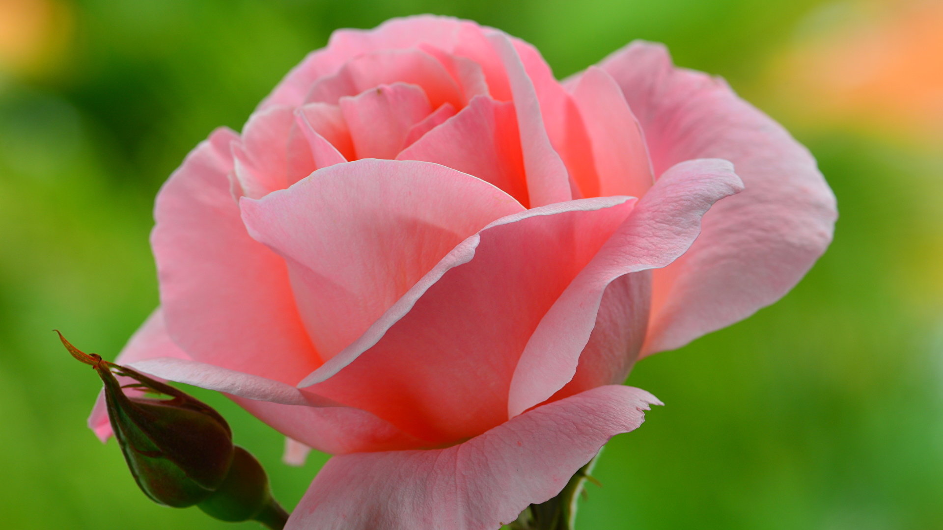 Fondos De Pantalla 1920x1080 De Cerca Rosas Rosa Color Flores Descargar