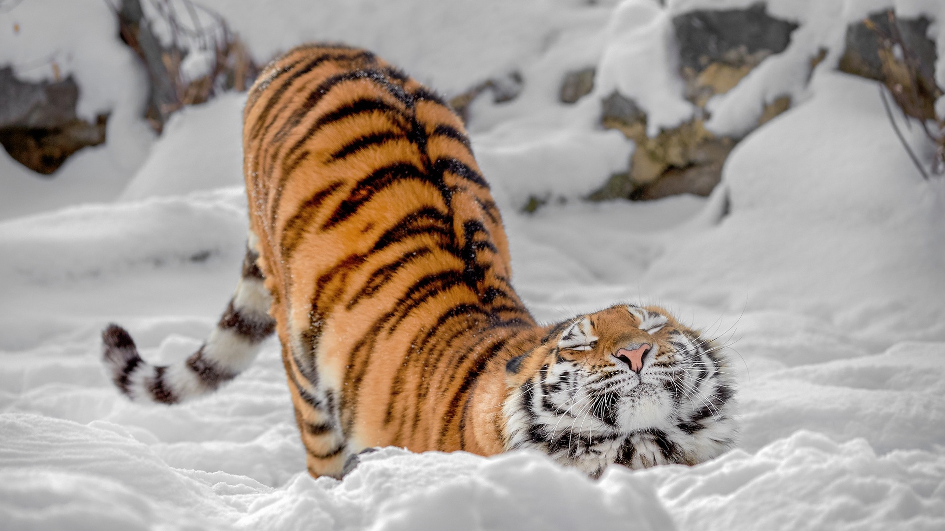 Foto Tiger Niedlich Schnee Ein Tier 19x1080