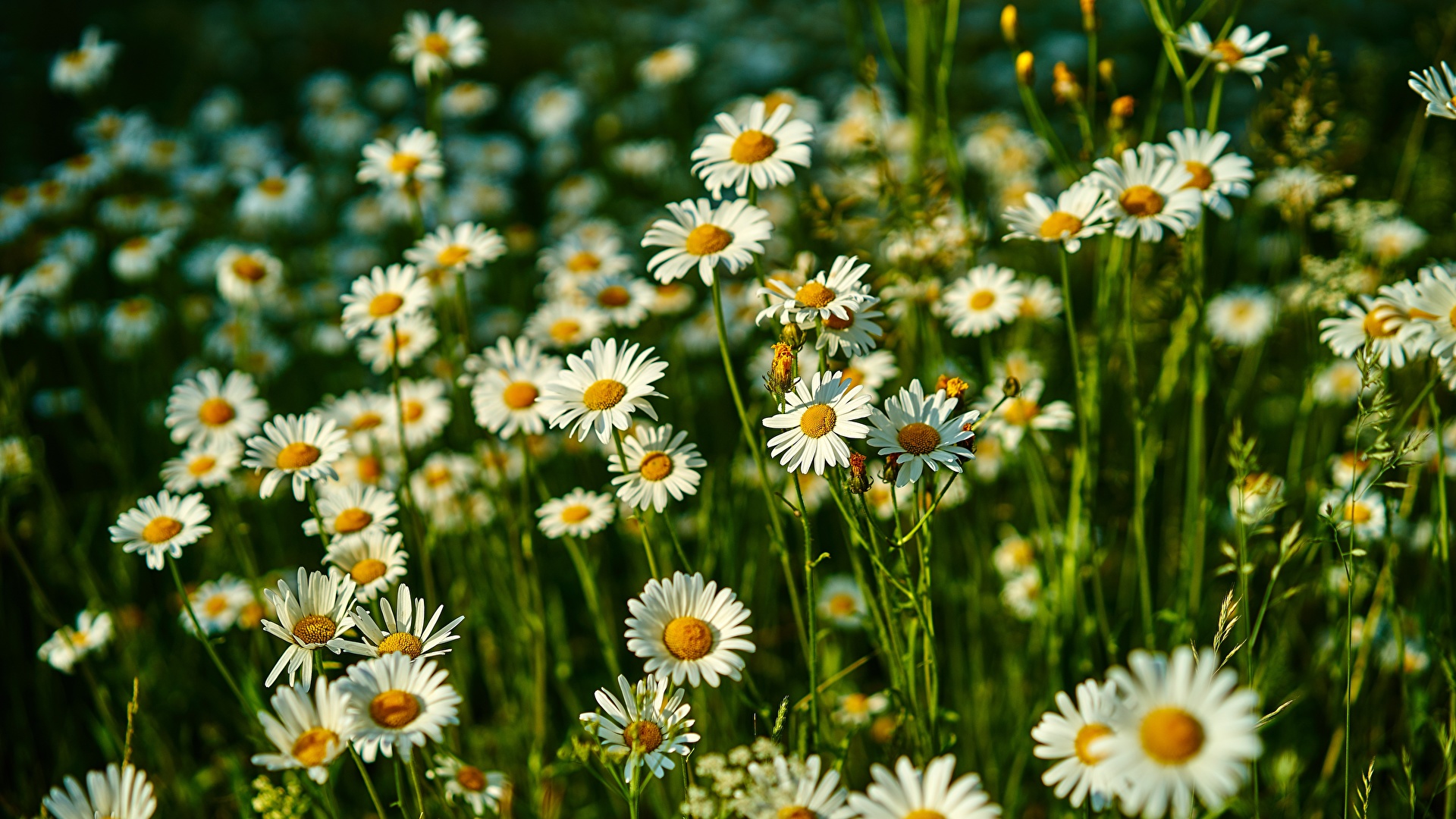 1920x1080 Fondo De Diente De León De Diente De León, Flores   Todo Fondos