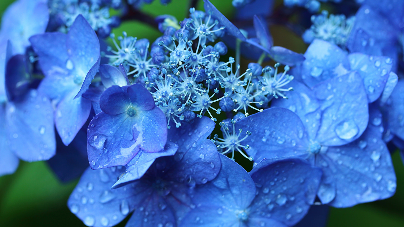 Wallpaper Blue Drops Flowers Hydrangea Macro Photography 1366x768