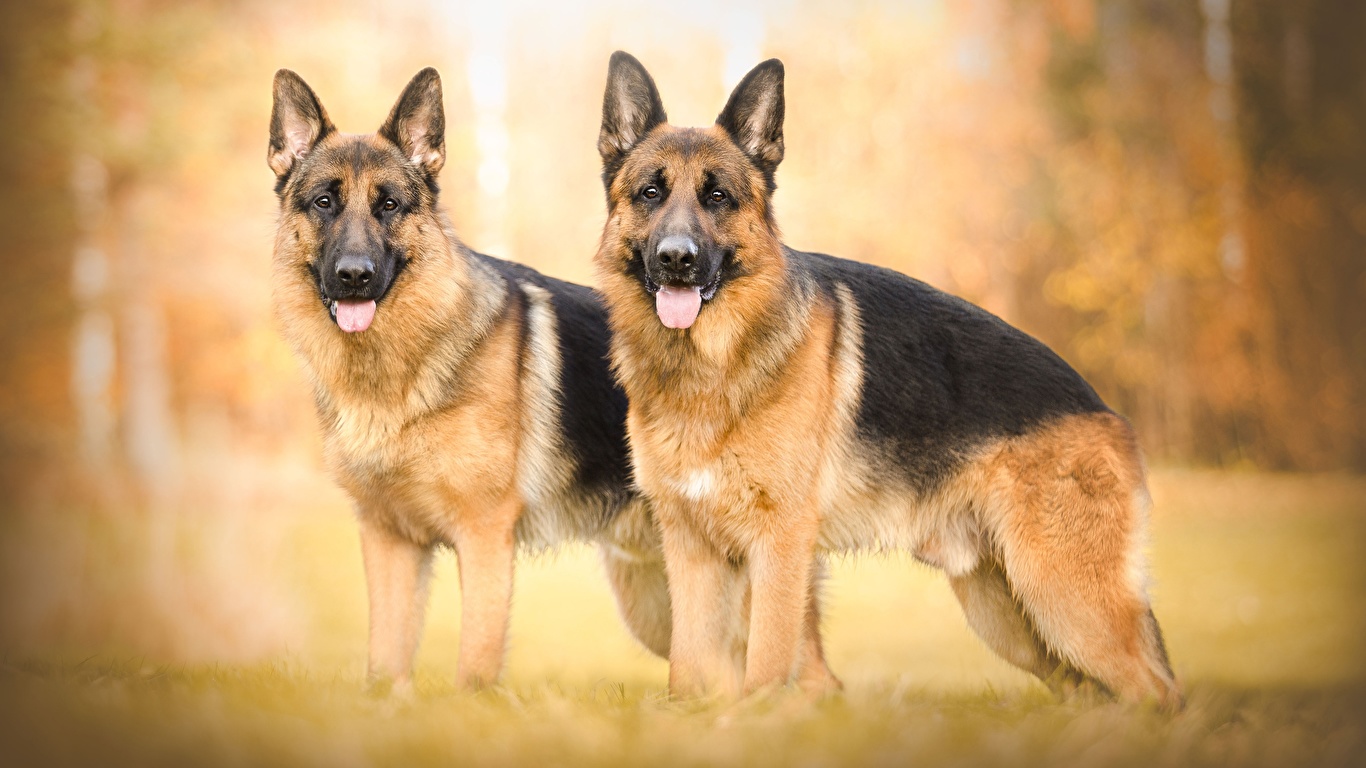 Wallpaper German Shepherd dog 2 Animals 1366x768