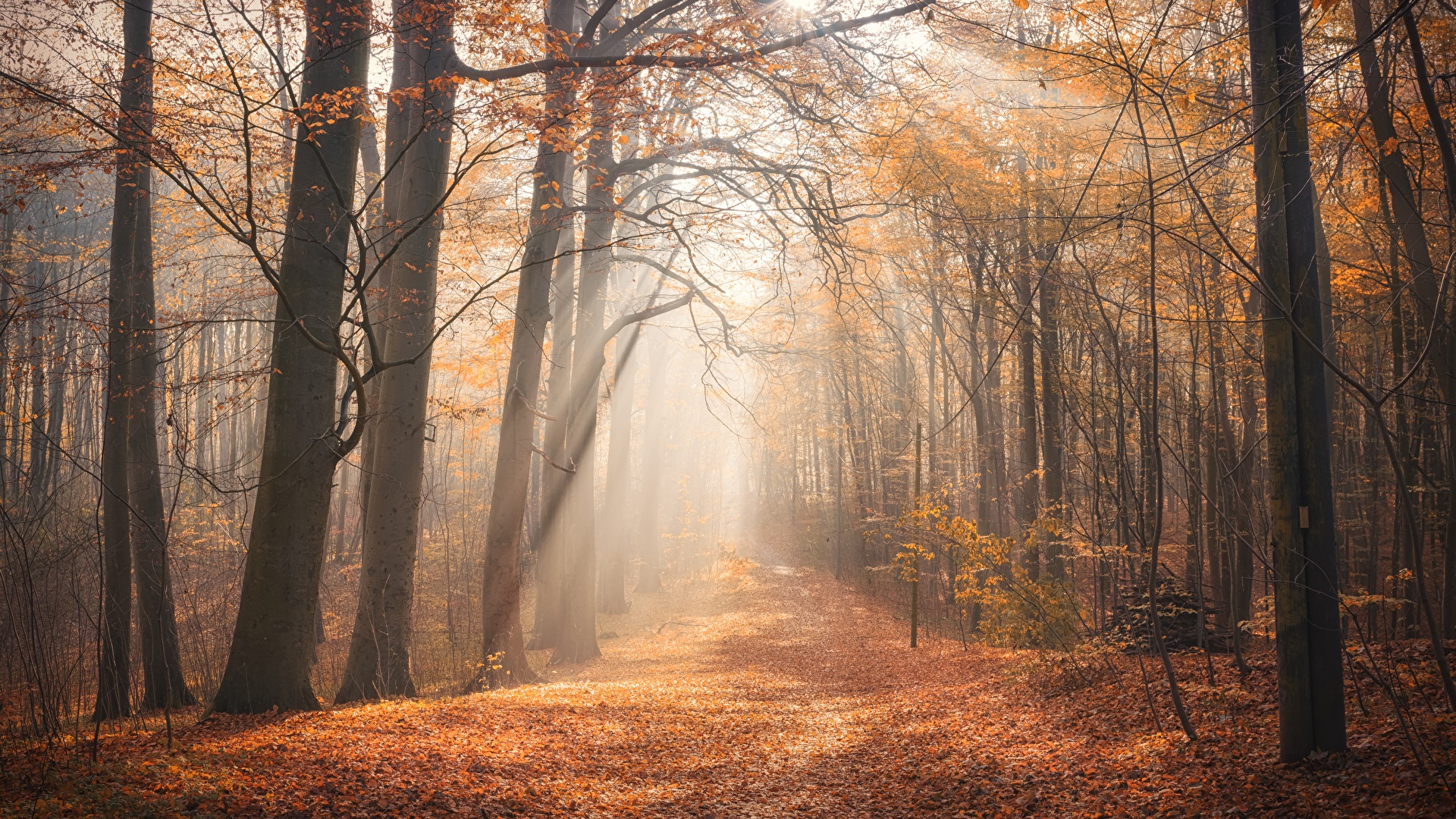 Bilder Von Blattwerk Nebel Natur Herbst Morgen Walder 19x1080