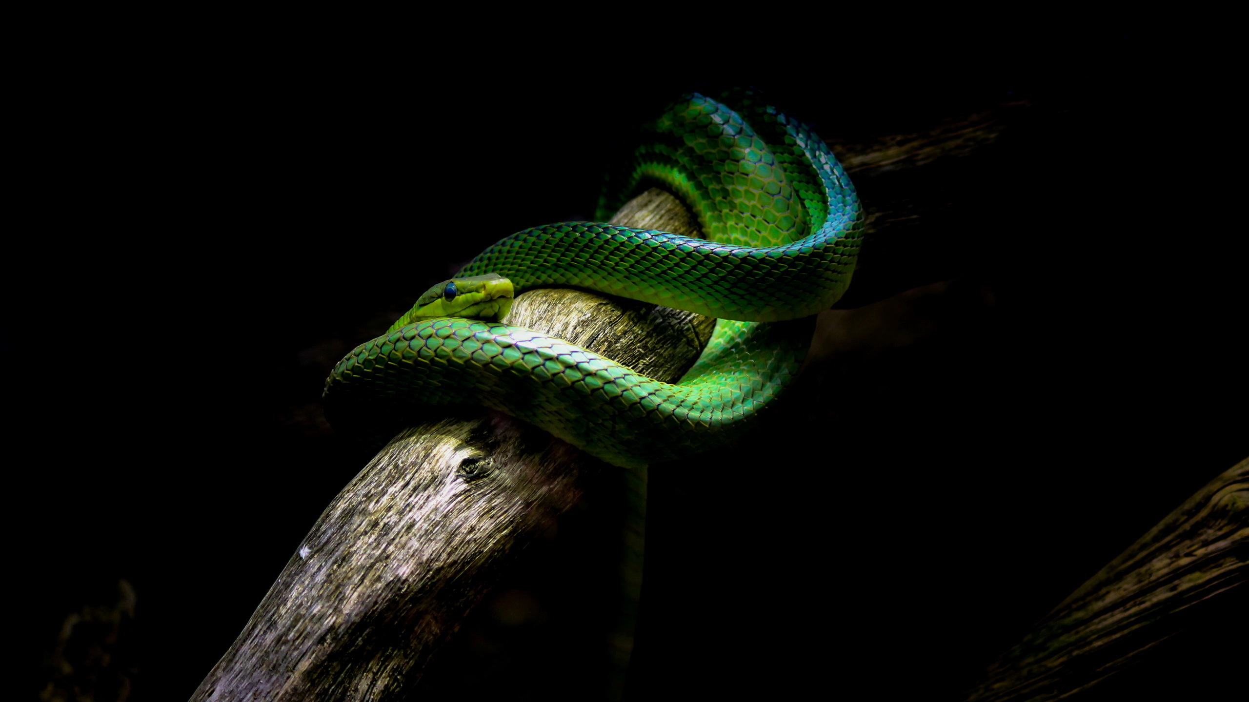 Image Snake Green Branches Animal 2560x1440