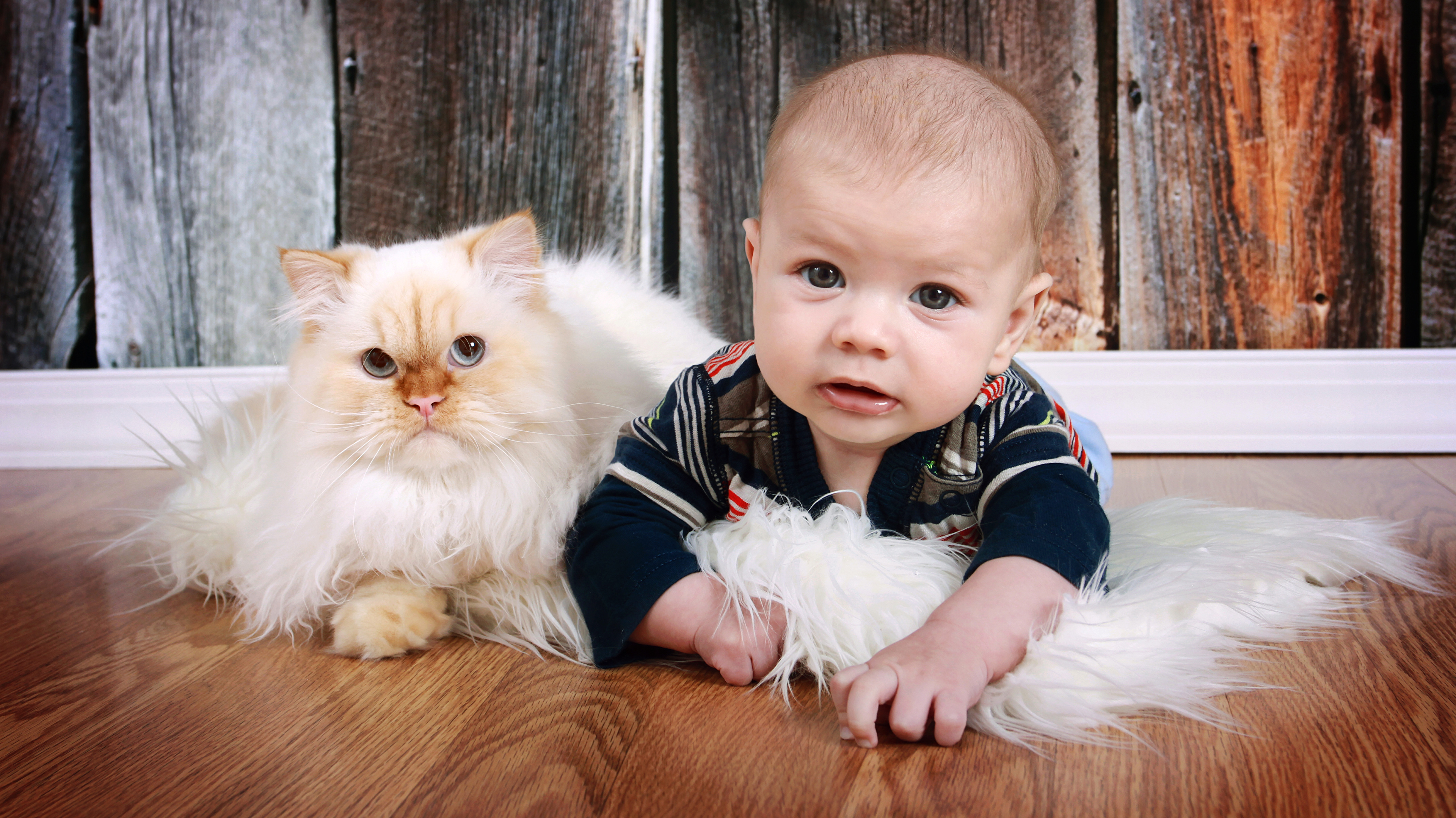 壁紙 3840x2160 飼い猫 赤ちゃん 凝視 子供 動物 ダウンロード 写真