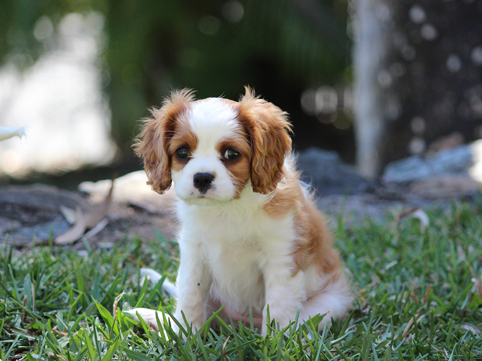 Photos Puppy Spaniel Dogs Animals 1600x1200