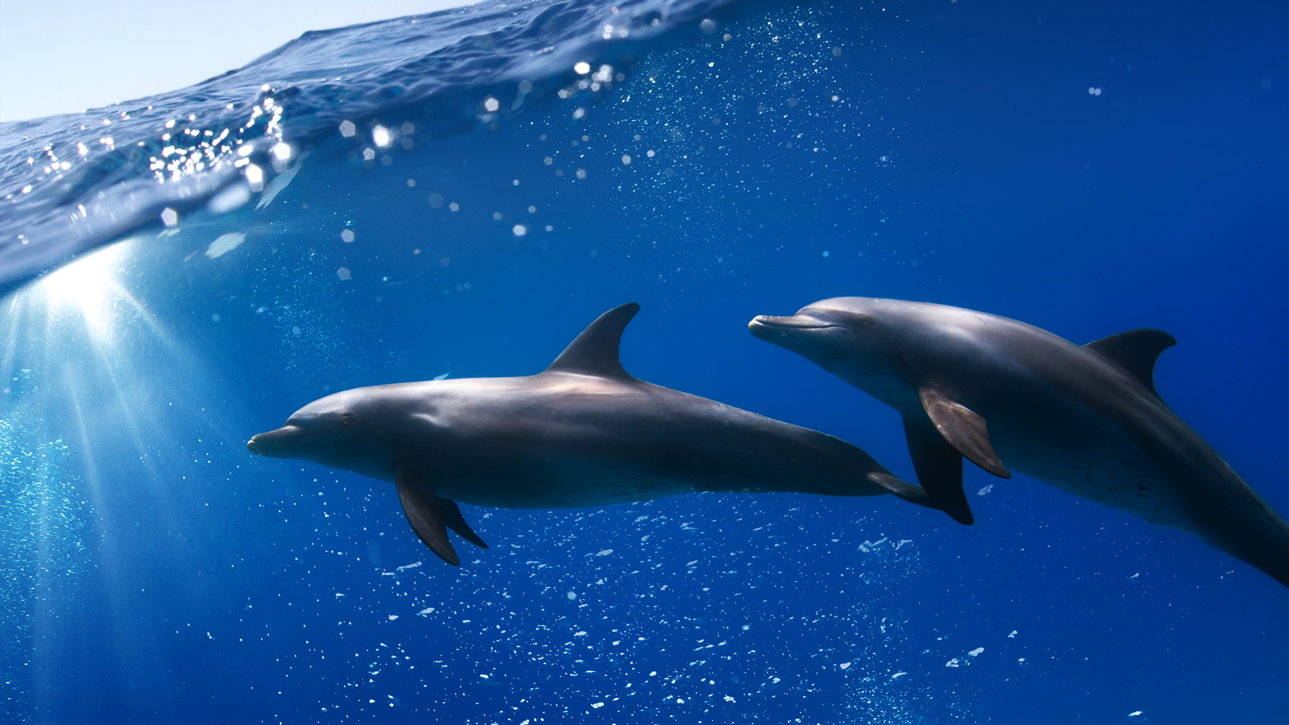 壁紙 2560x1440 アンダーウォーターワールド イルカ 水 2 二つ 動物 ダウンロード 写真