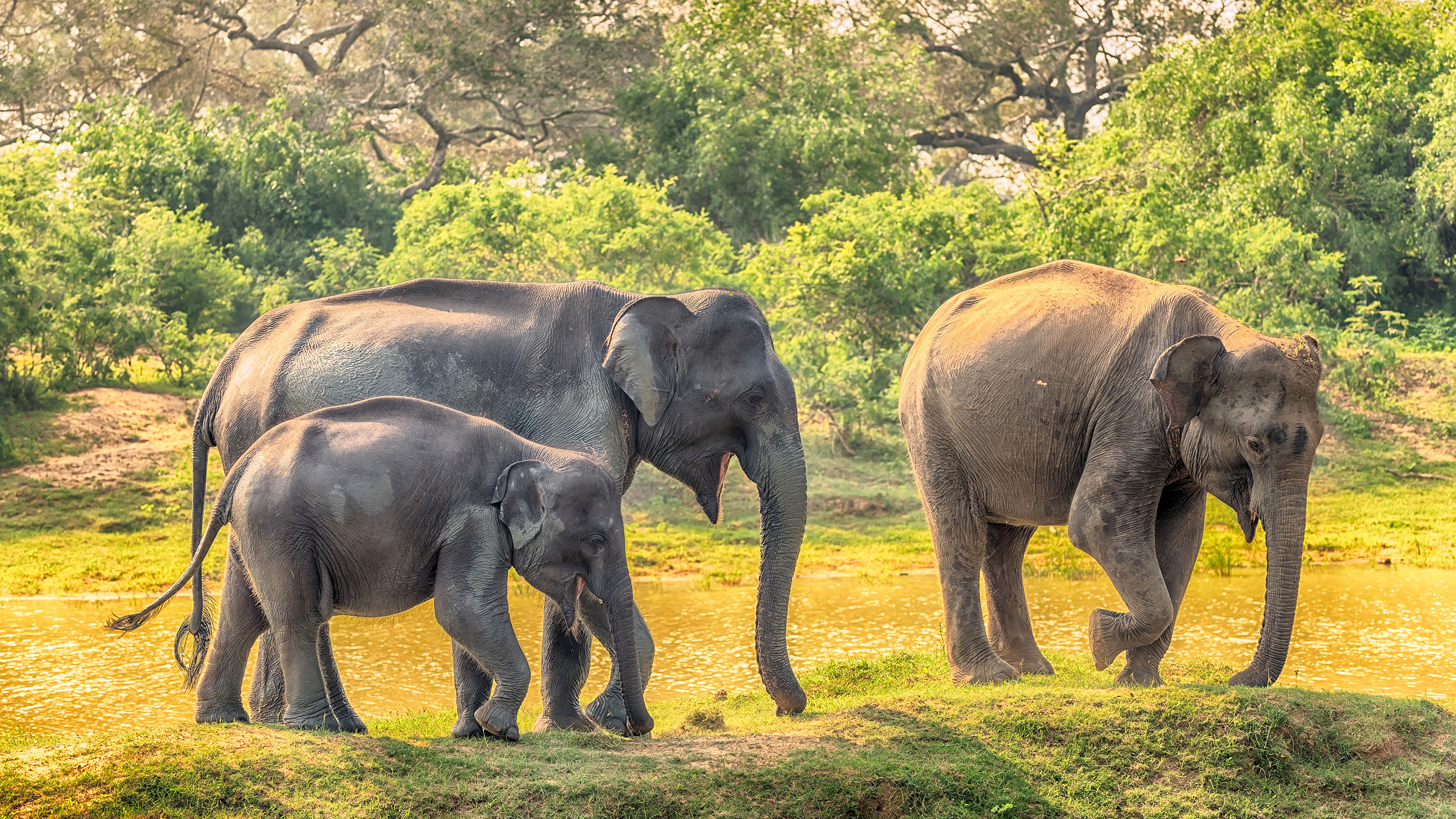 Images Elephants Cubs Sri Lanka Yala National Park Parks 3840x2160