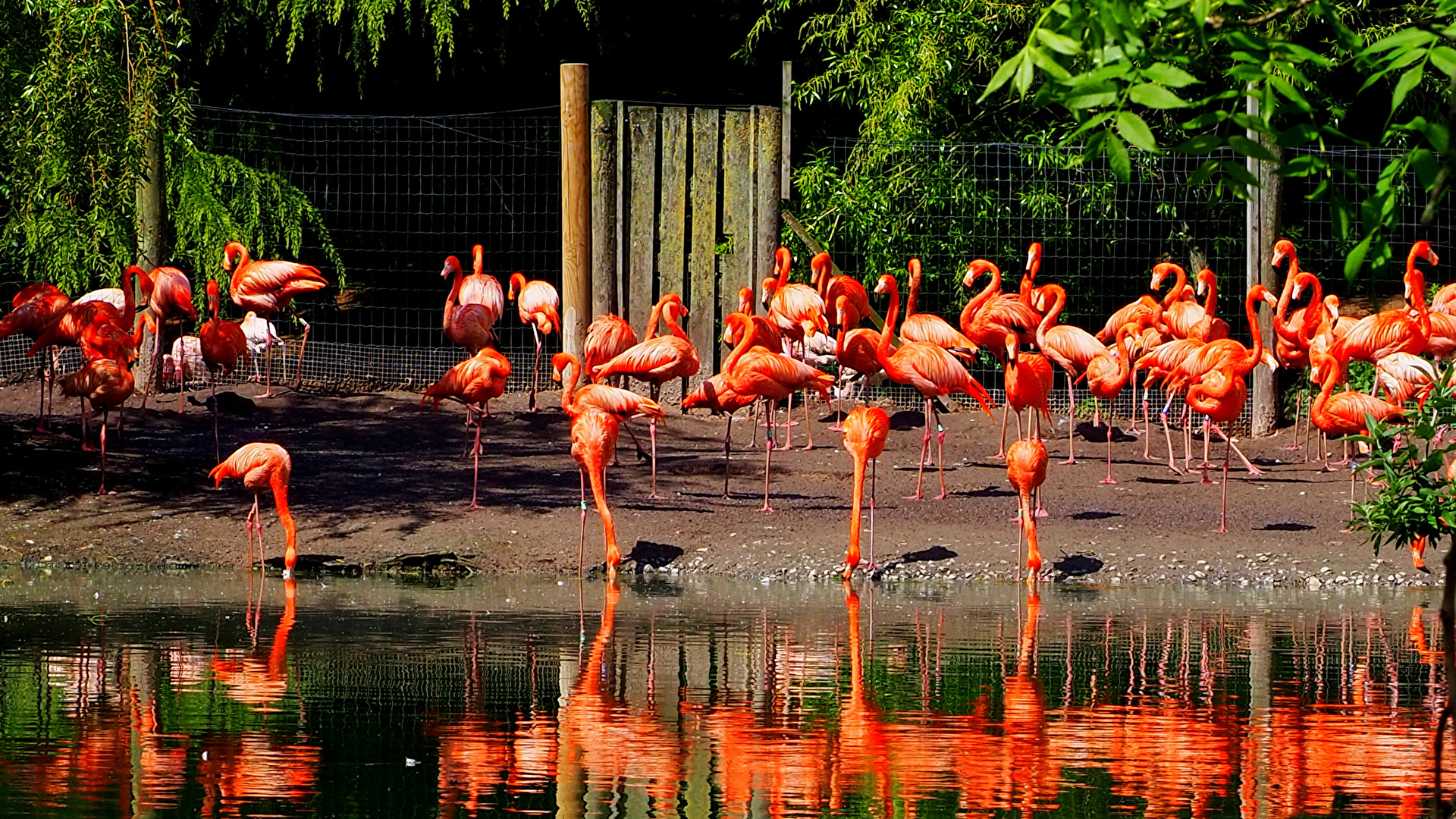 壁紙 19x1080 イングランド 鳥類 たくさん 水 フラミンゴ Flamingo Park Chester Zoo 動物 ダウンロード 写真