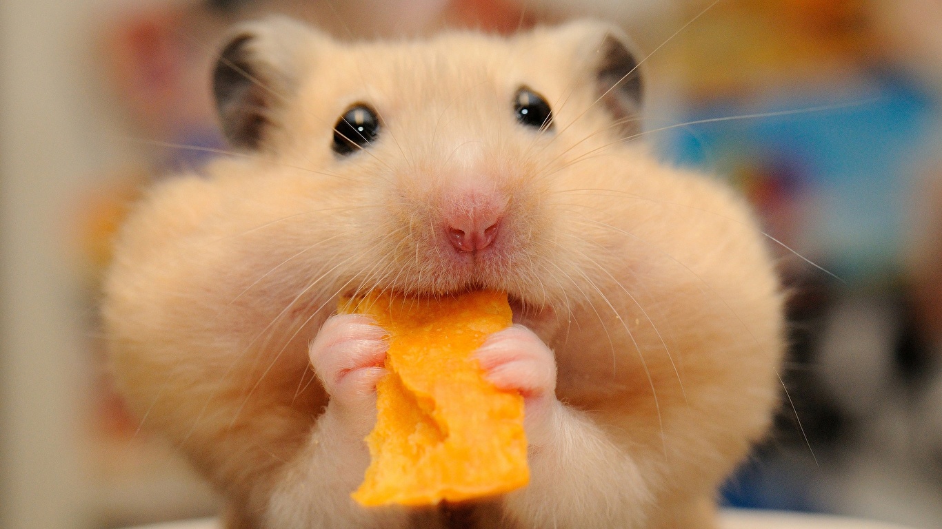 Photo Hamsters Funny Chips Closeup Animals 1366x768