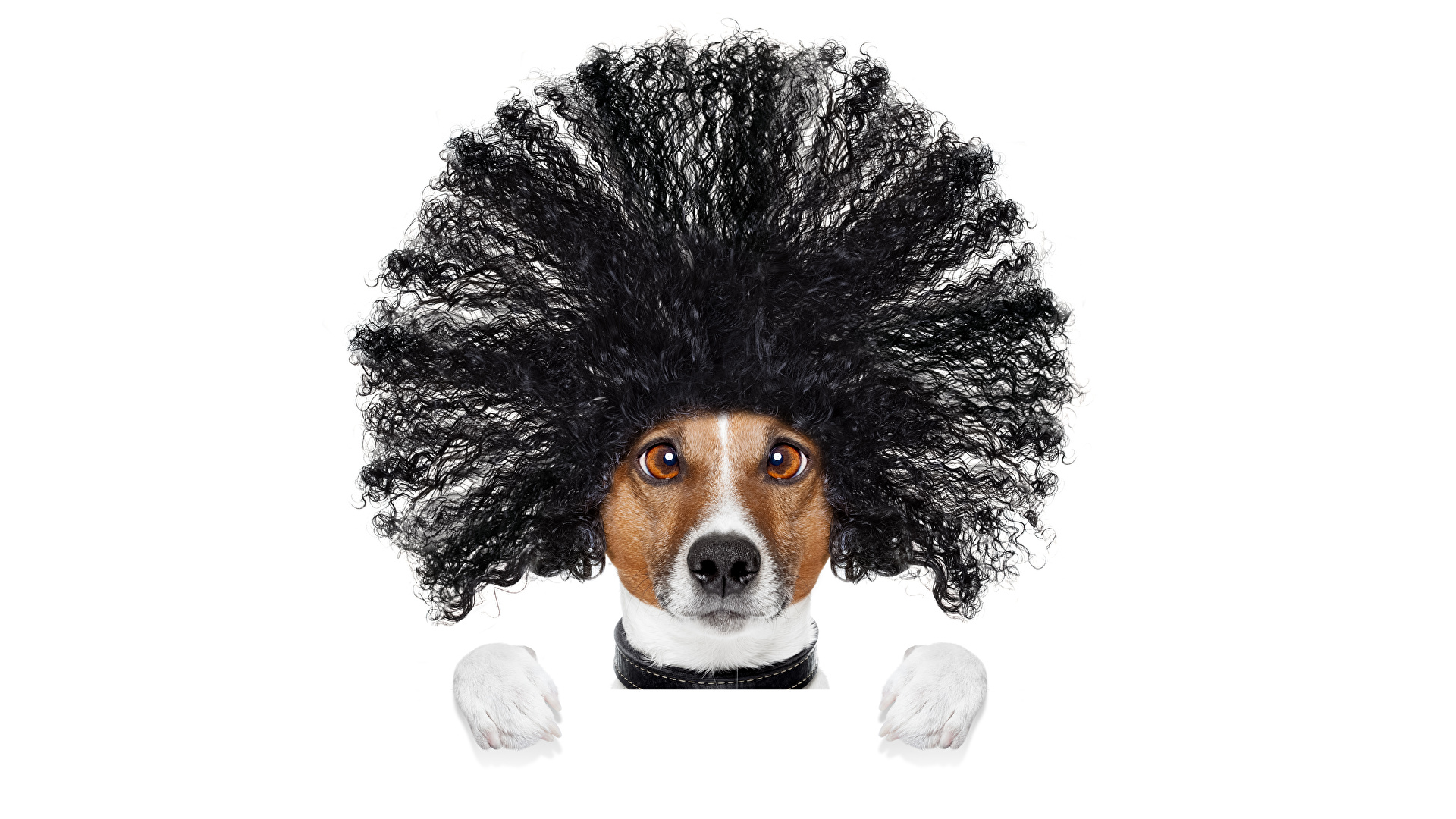 Desktop Wallpapers Funny Jack Russell Terrier Dog Hair 1920x1080