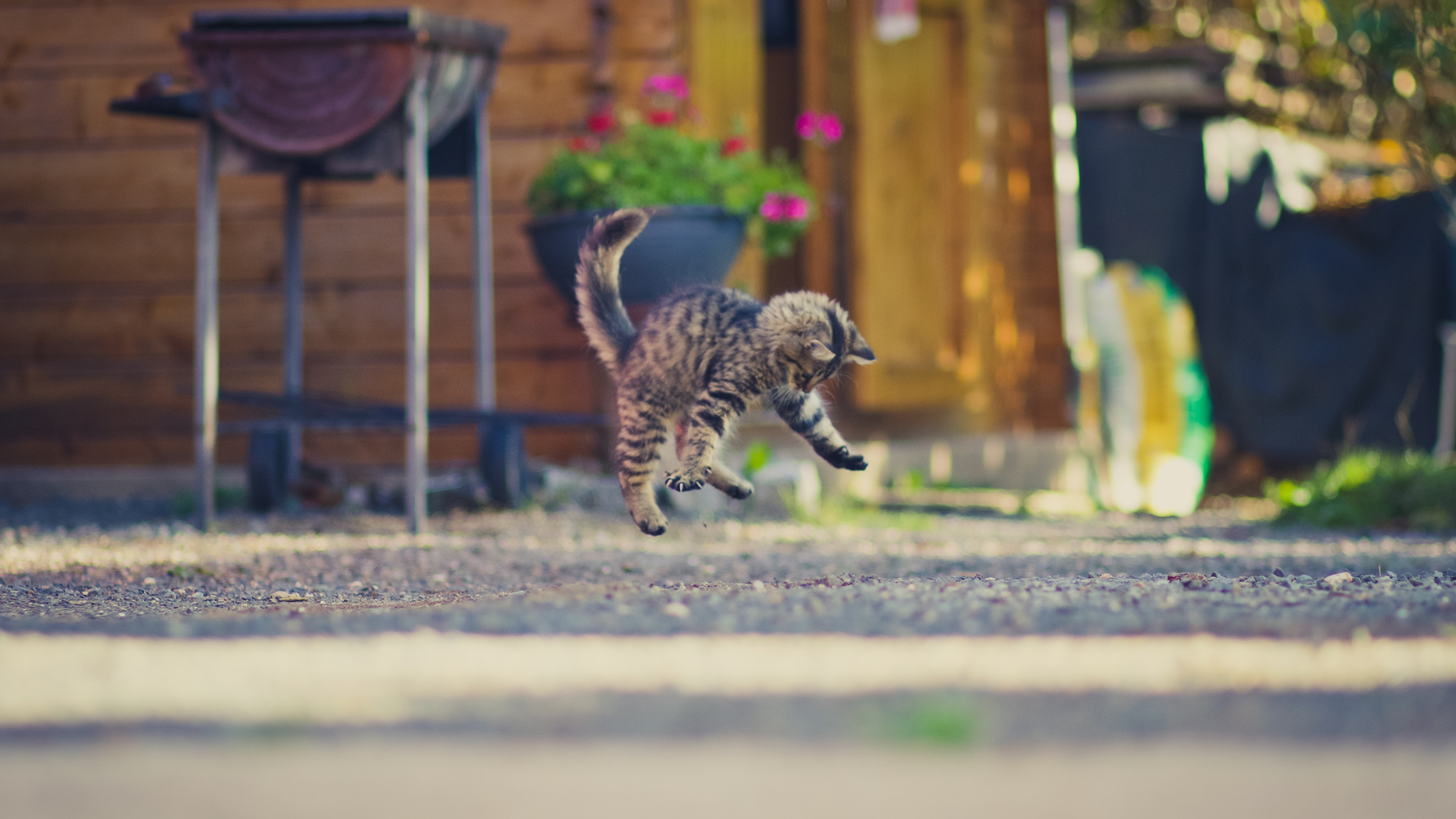 Image Kitty Cat Cat Jump Animal 3840x2160