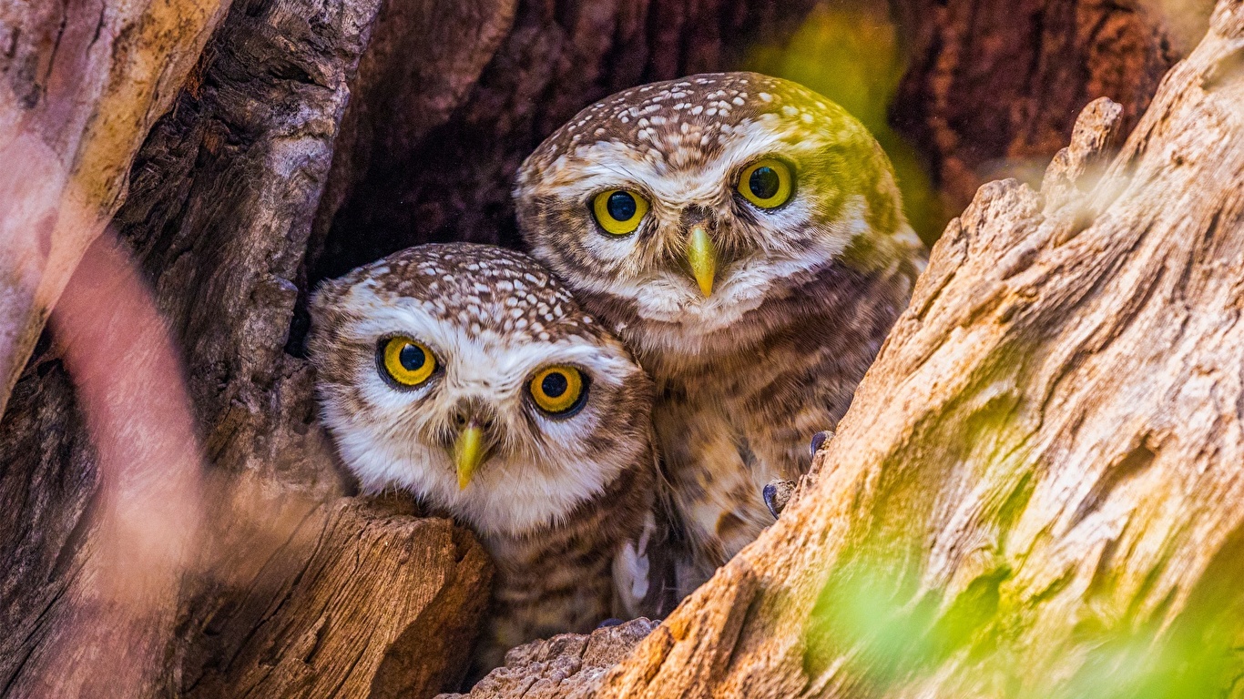 壁紙 1366x768 フクロウ 鳥類 2 二つ 凝視 可愛い 動物 ダウンロード 写真