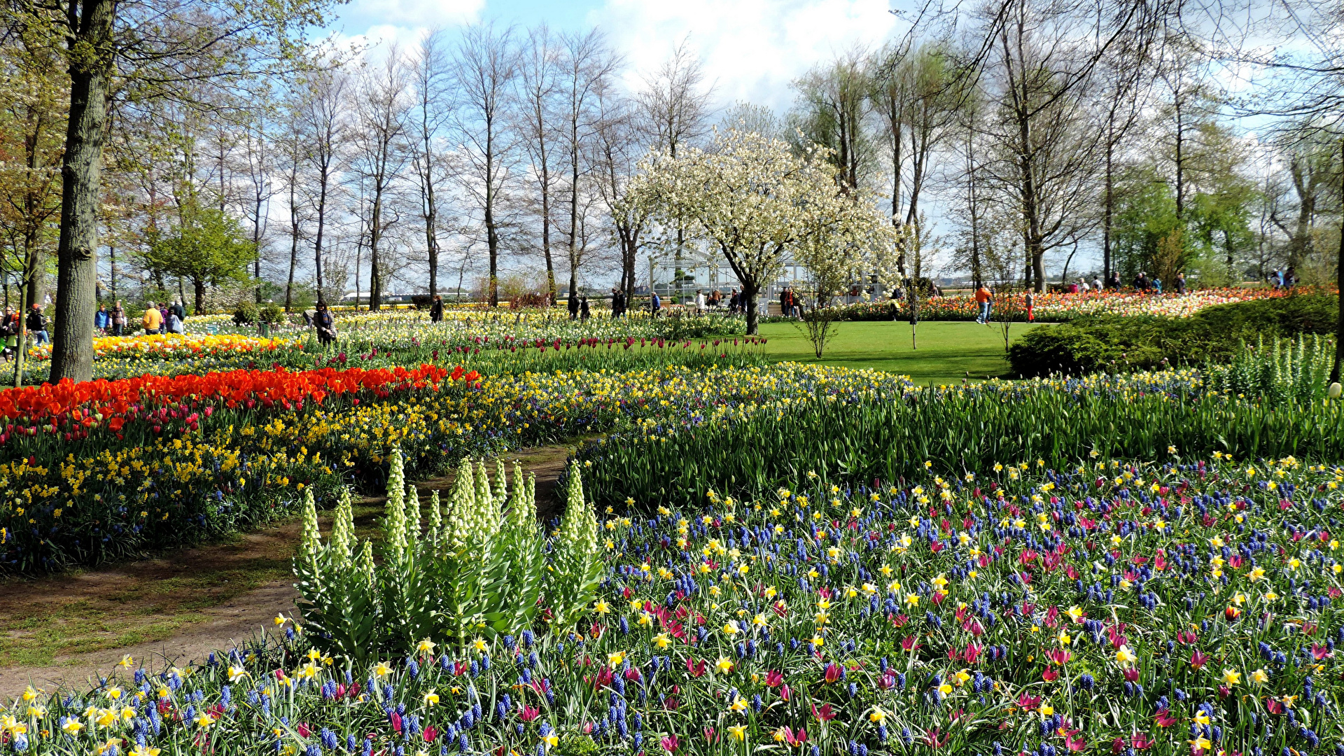 壁紙 19x1080 オランダ 公園 春 チューリップ ヒヤシンス スイセン Keukenhof 芝 自然 ダウンロード 写真