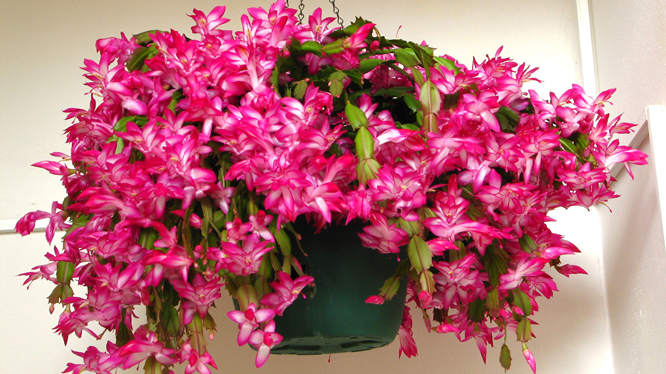 Photos Schlumbergera (Zygocactus) Flowerpot Pink color 1366x768