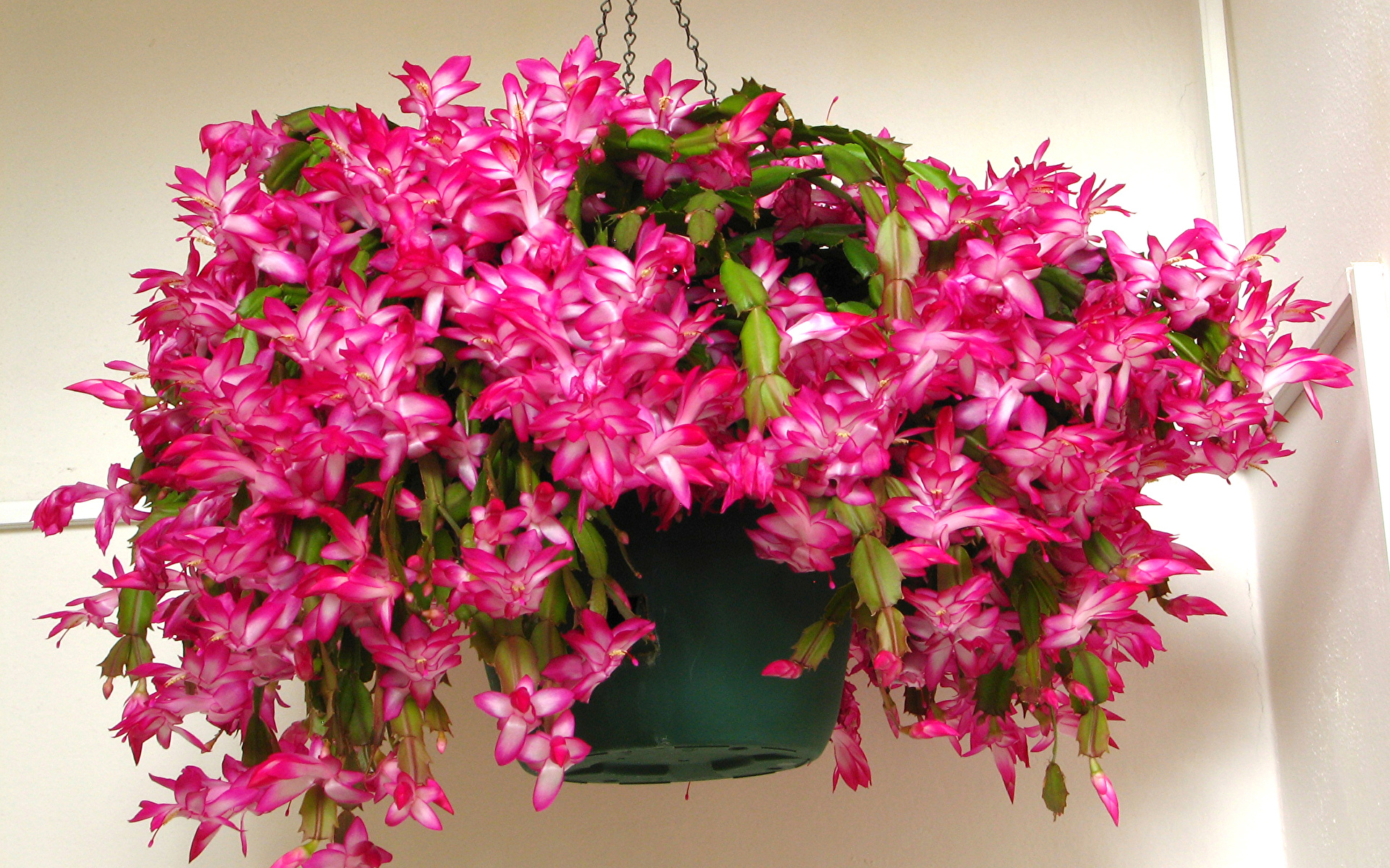 Photos Schlumbergera (Zygocactus) Flowerpot Pink color 1920x1200