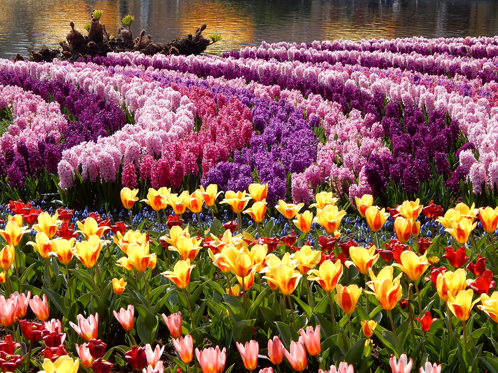 Pictures tulip Parks flower Hyacinths Many 1600x1200