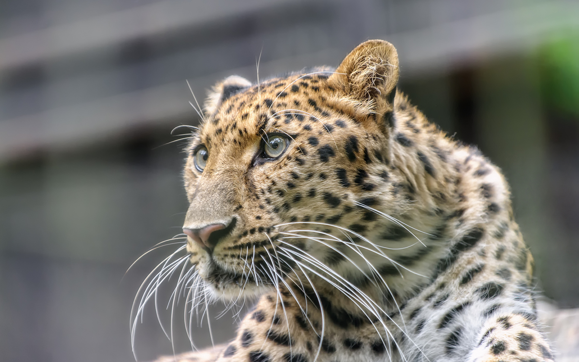 Photos Leopards Whiskers Animals 1920x1200